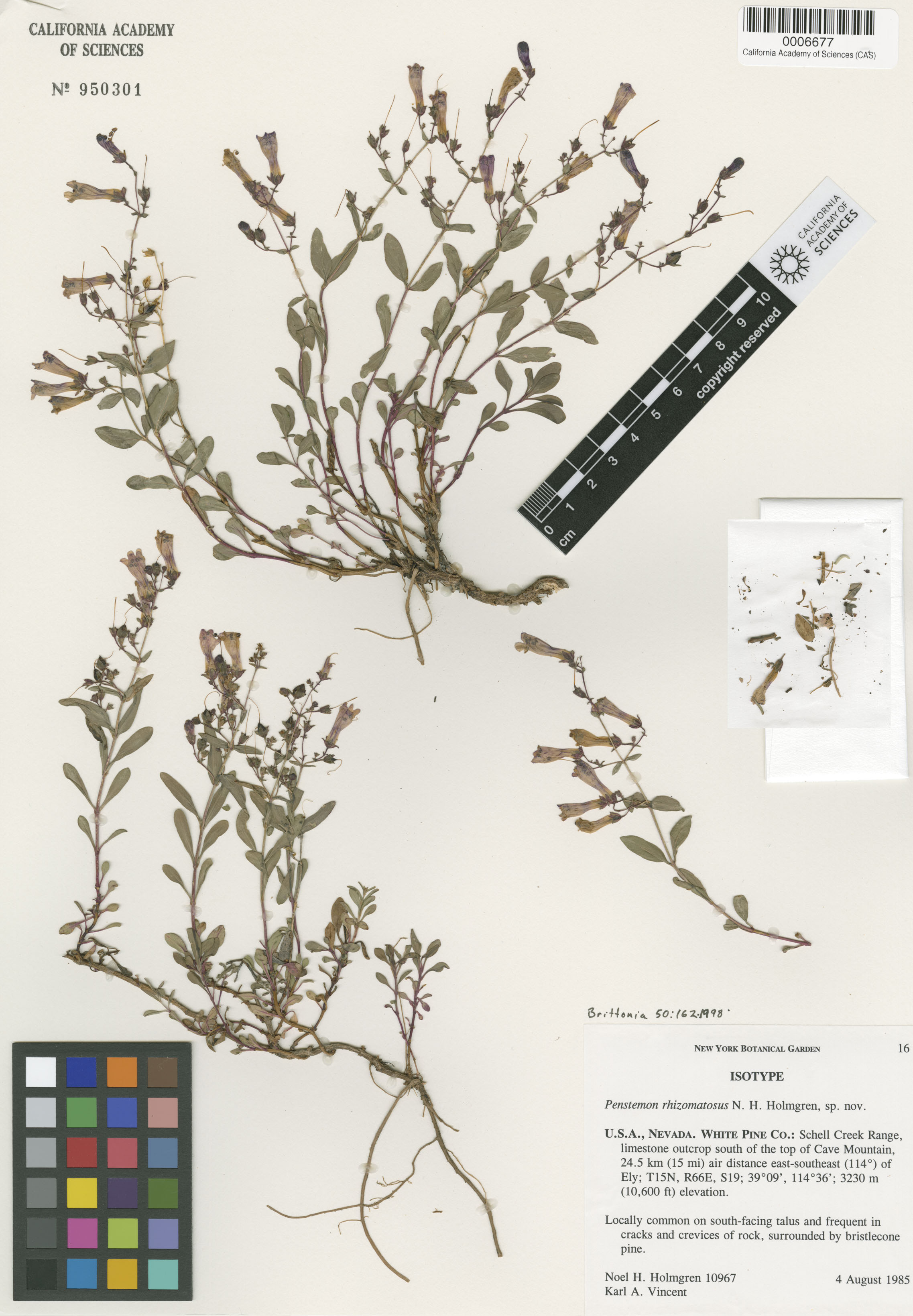 Penstemon rhizomatosus image