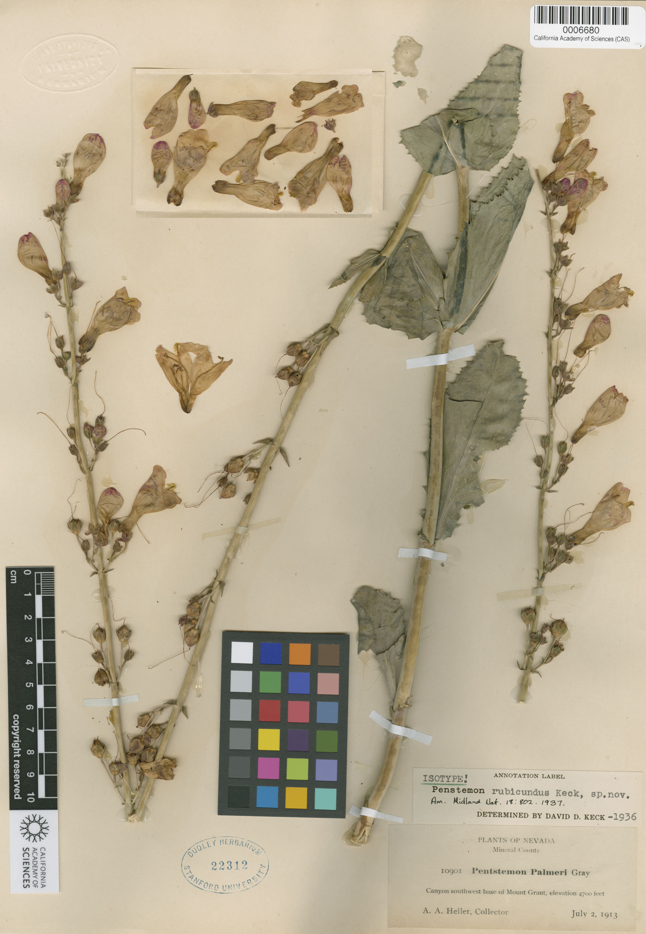 Penstemon rubicundus image