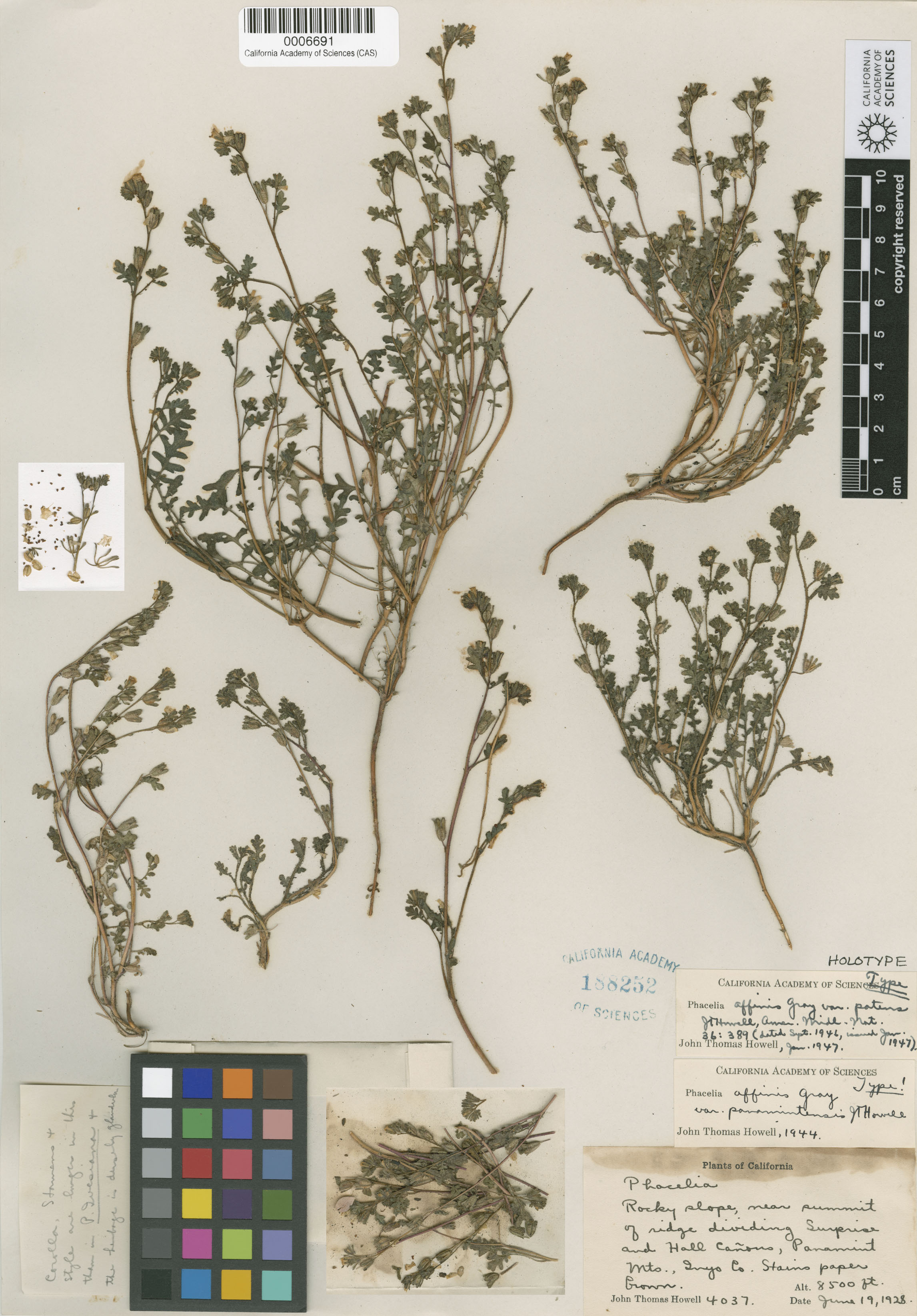 Phacelia affinis image