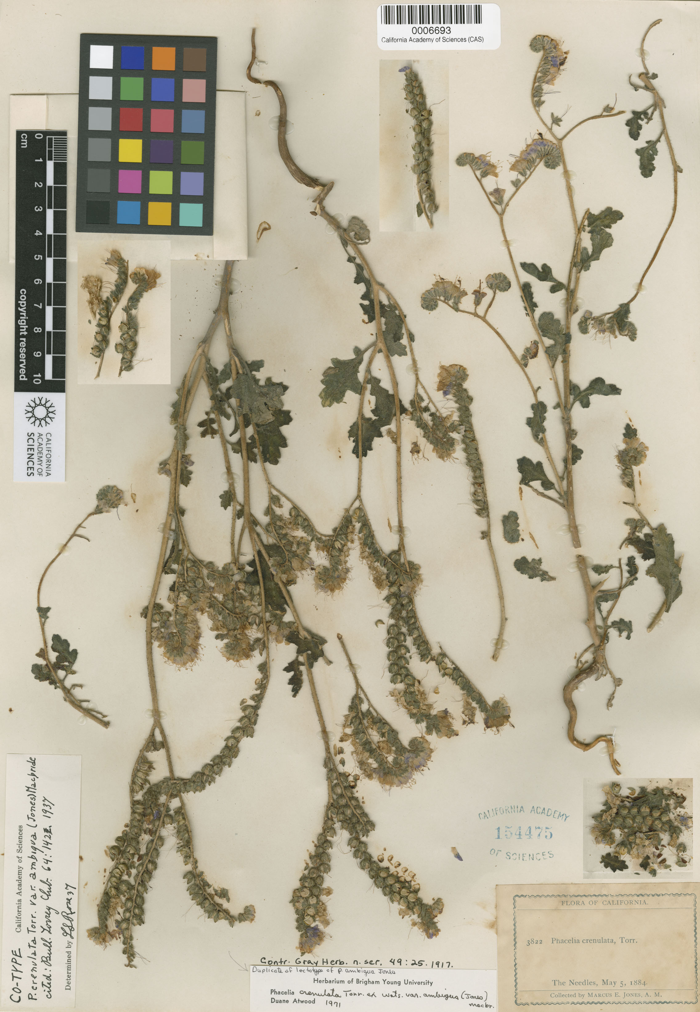 Phacelia crenulata image