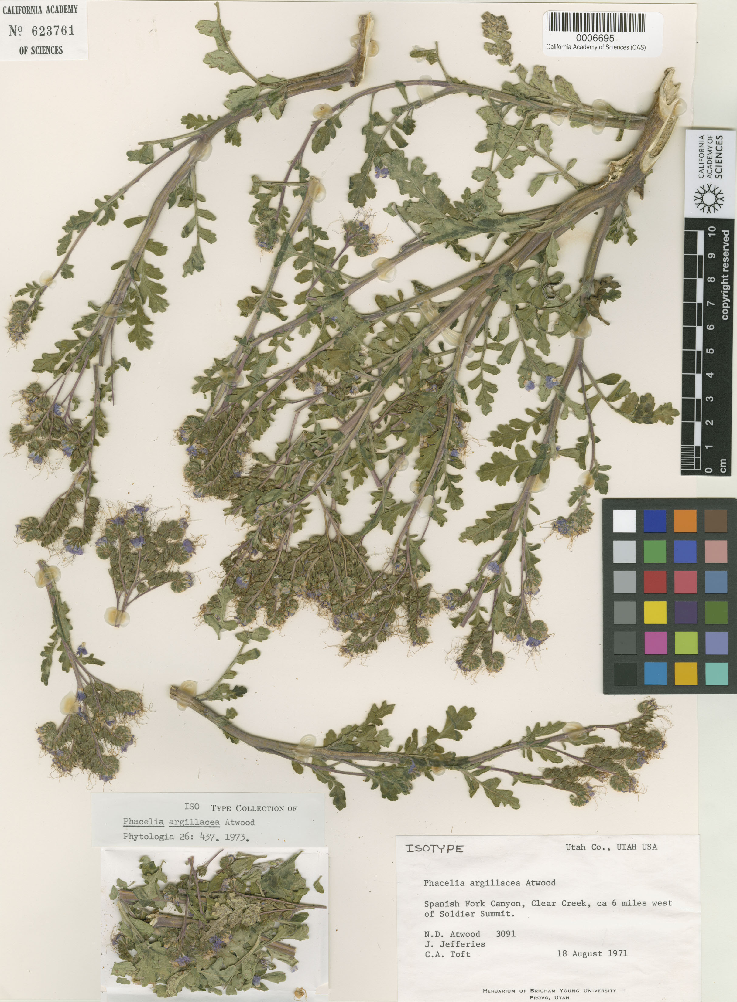 Phacelia argillacea image