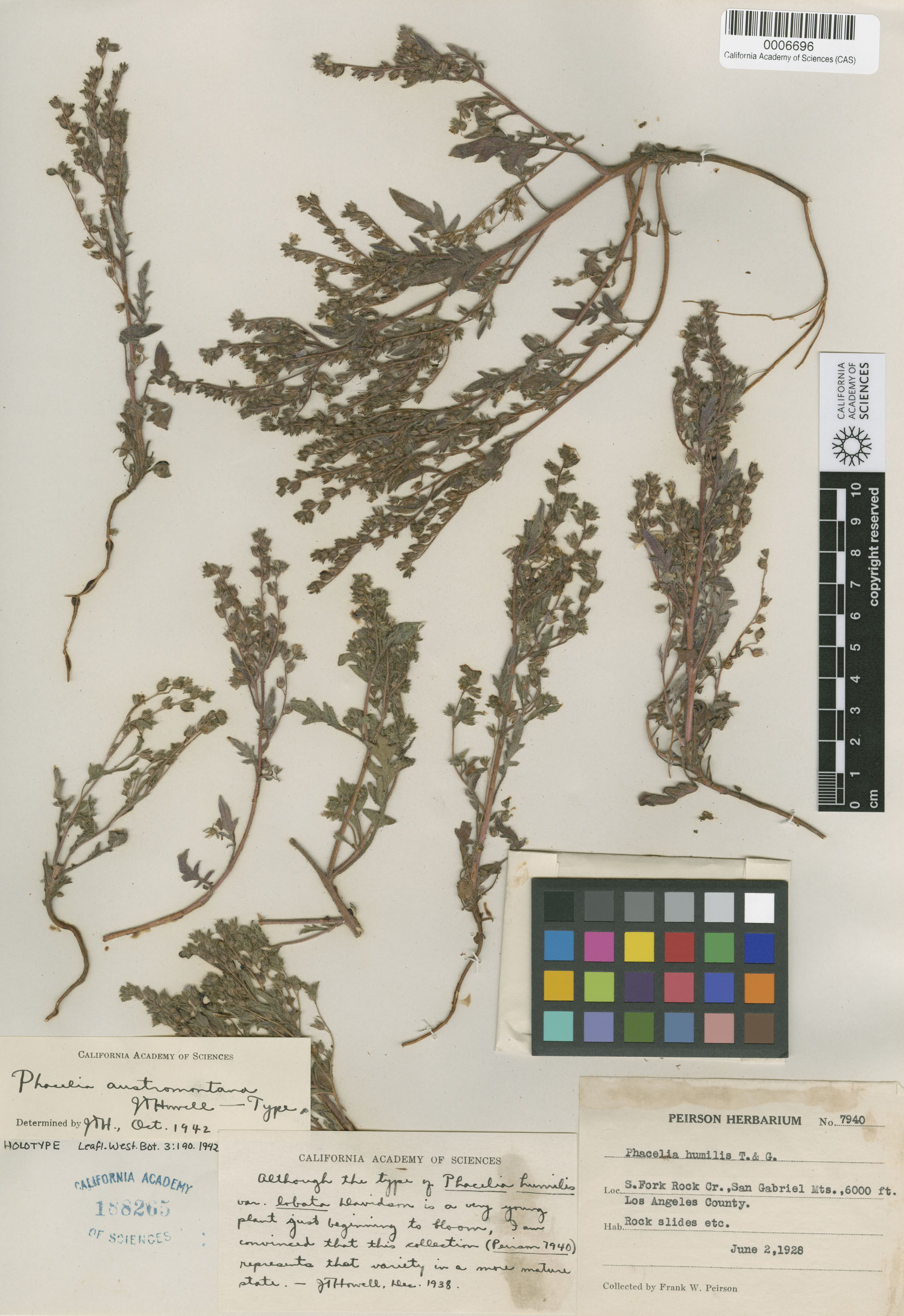 Phacelia austromontana image