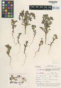 Image of Phacelia beatleyae