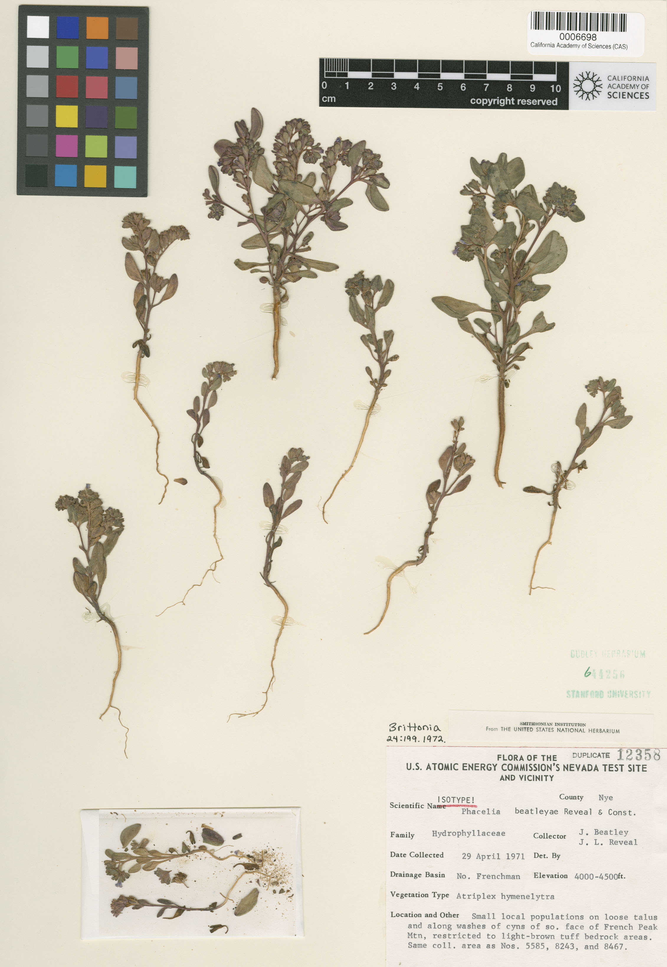Phacelia beatleyae image