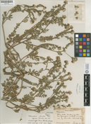 Phacelia ciliata var. opaca image