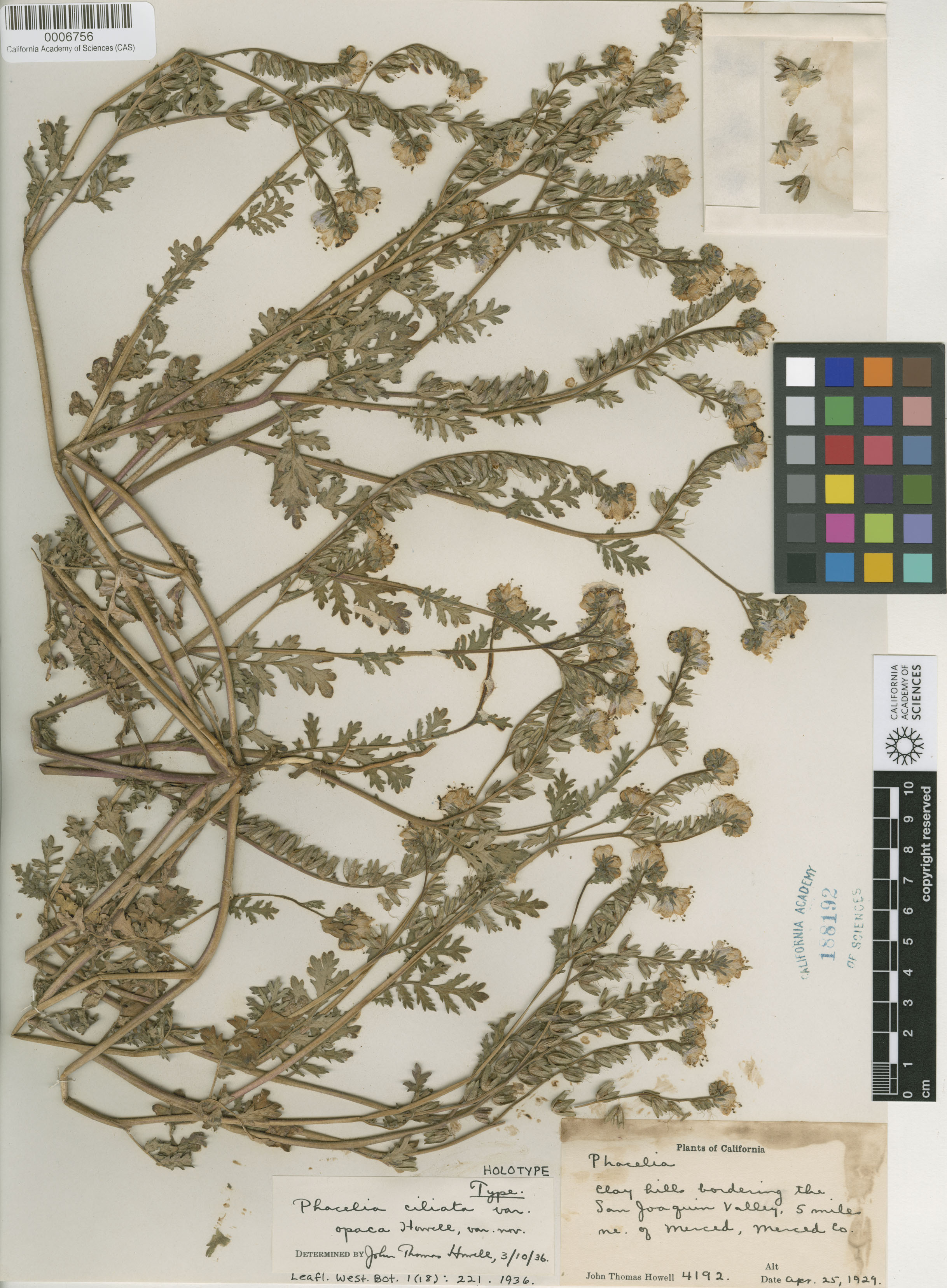 Phacelia ciliata image