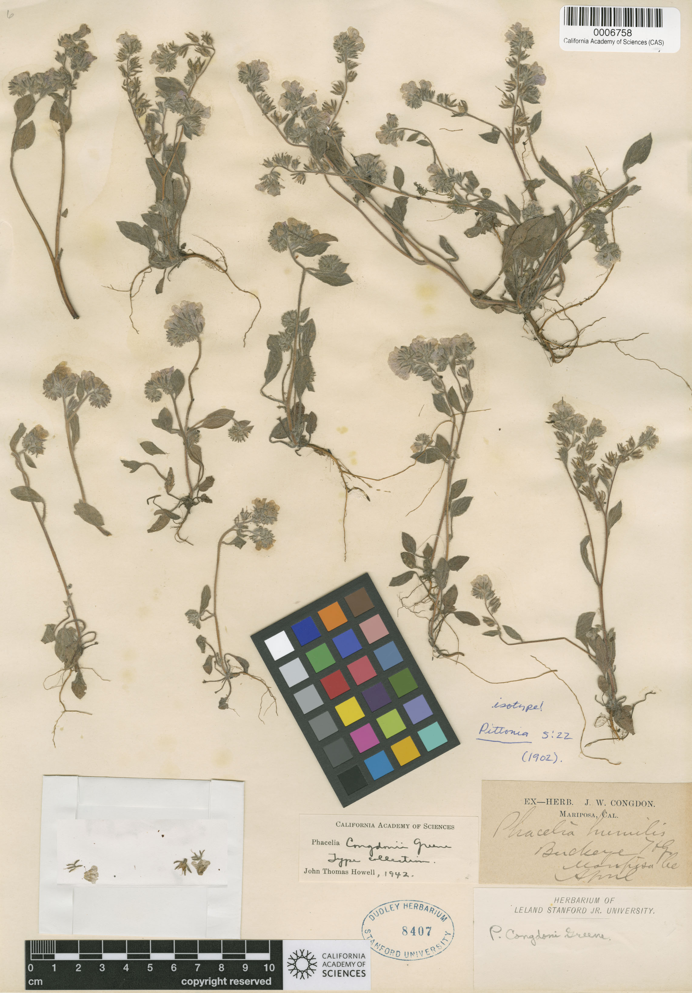 Phacelia congdonii image