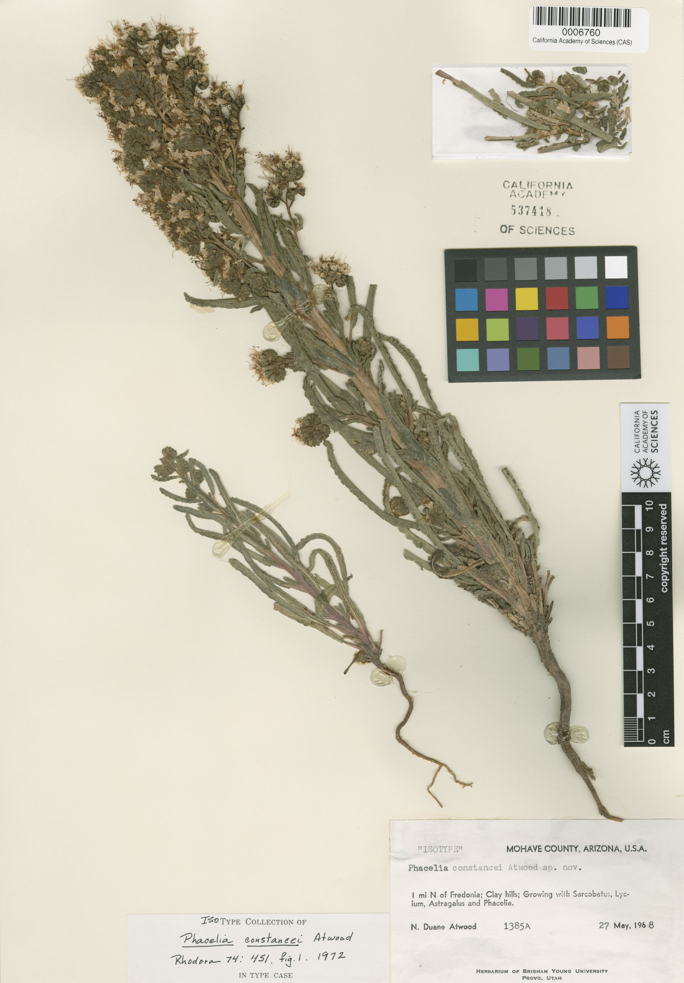 Phacelia constancei image