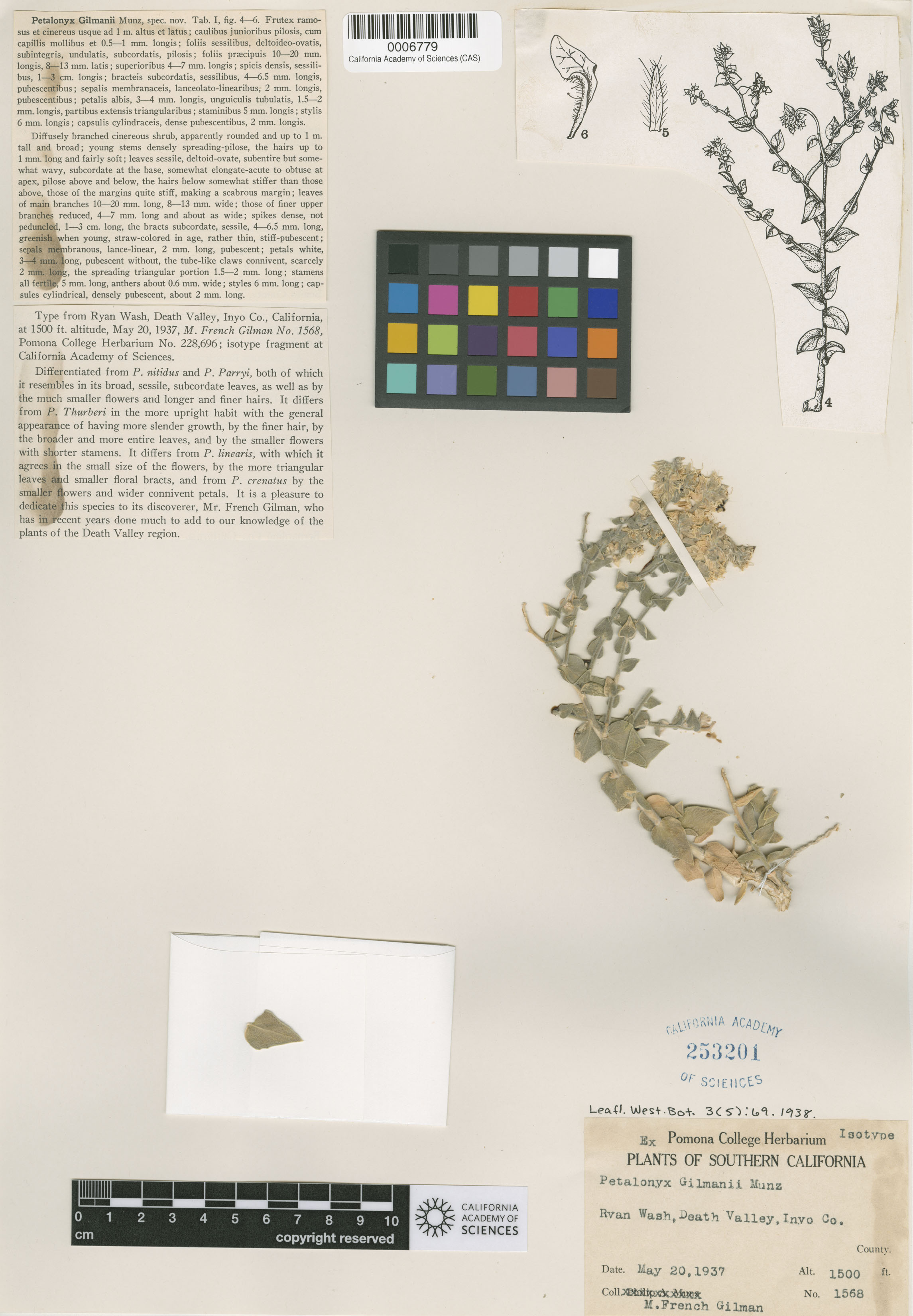 Petalonyx gilmanii image