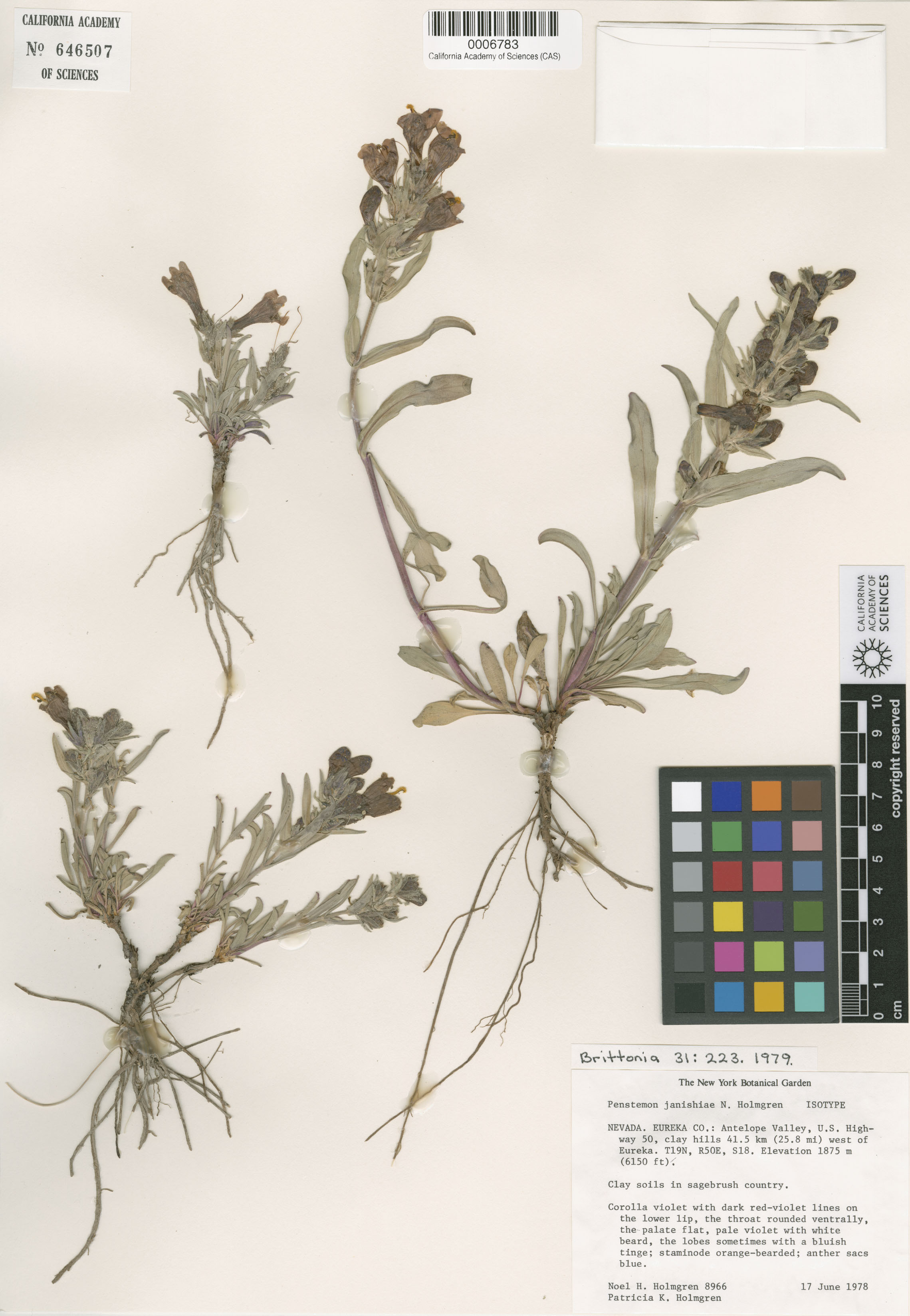 Penstemon janishiae image