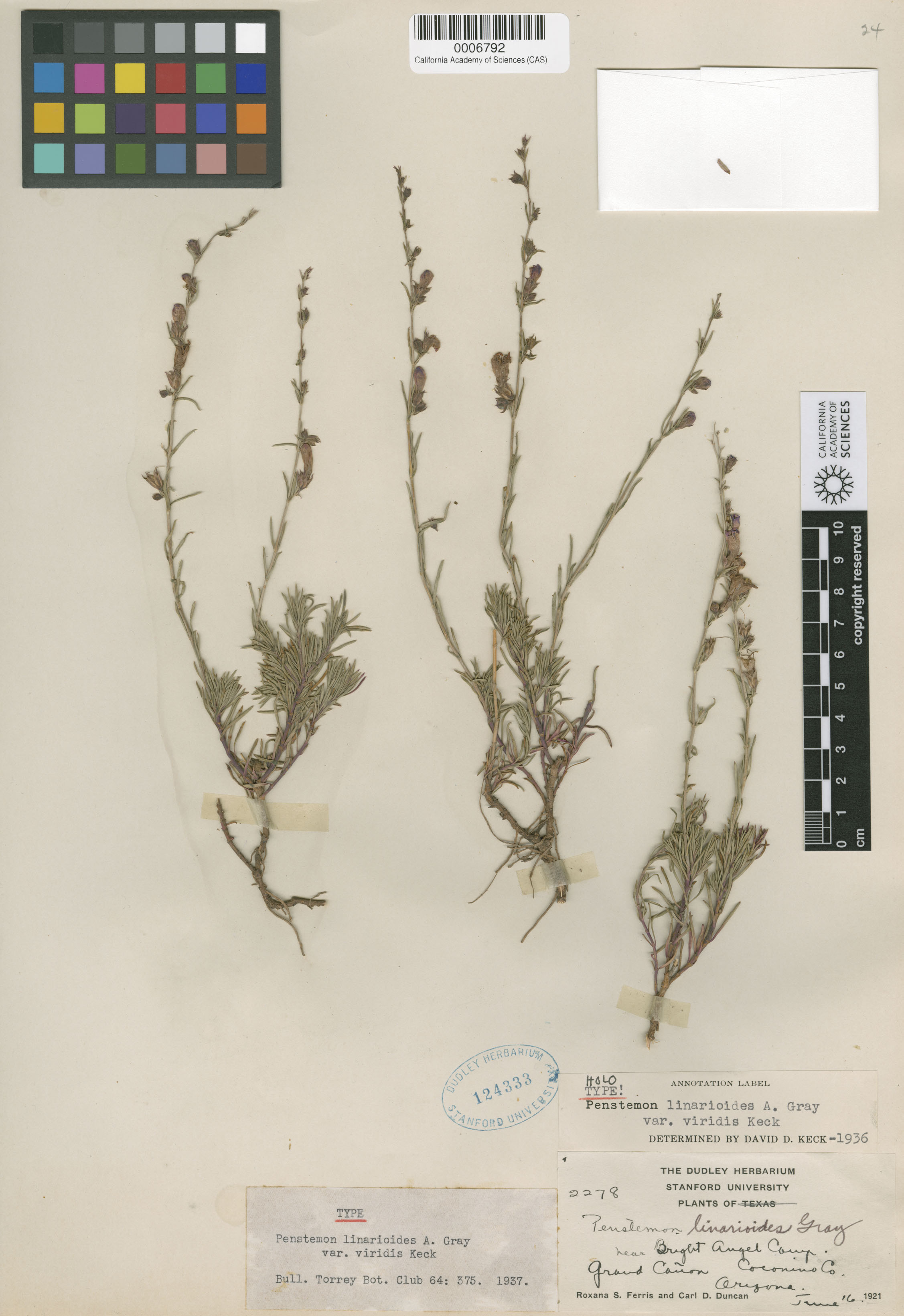 Penstemon linarioides ssp. sileri image