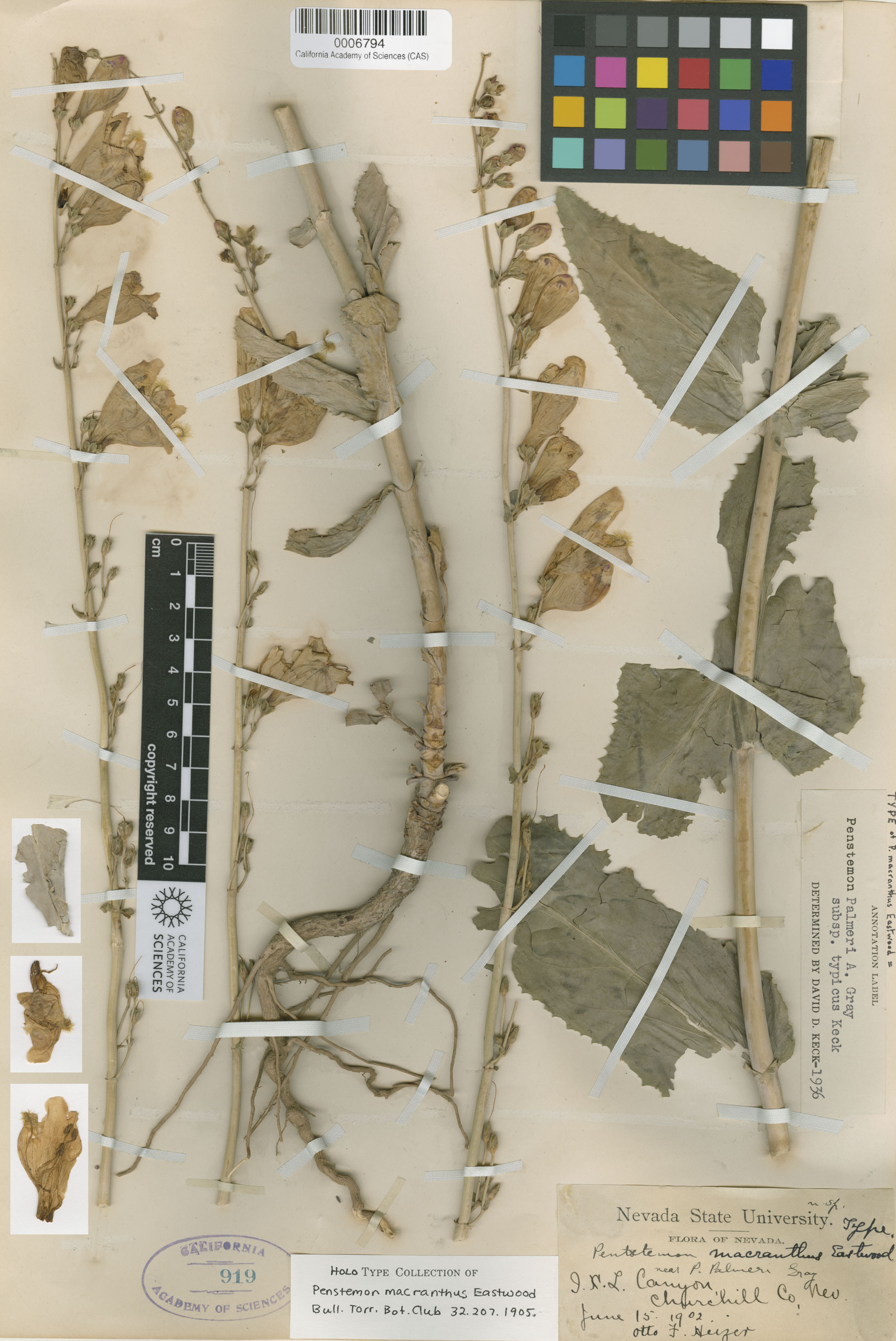 Penstemon palmeri var. macranthus image