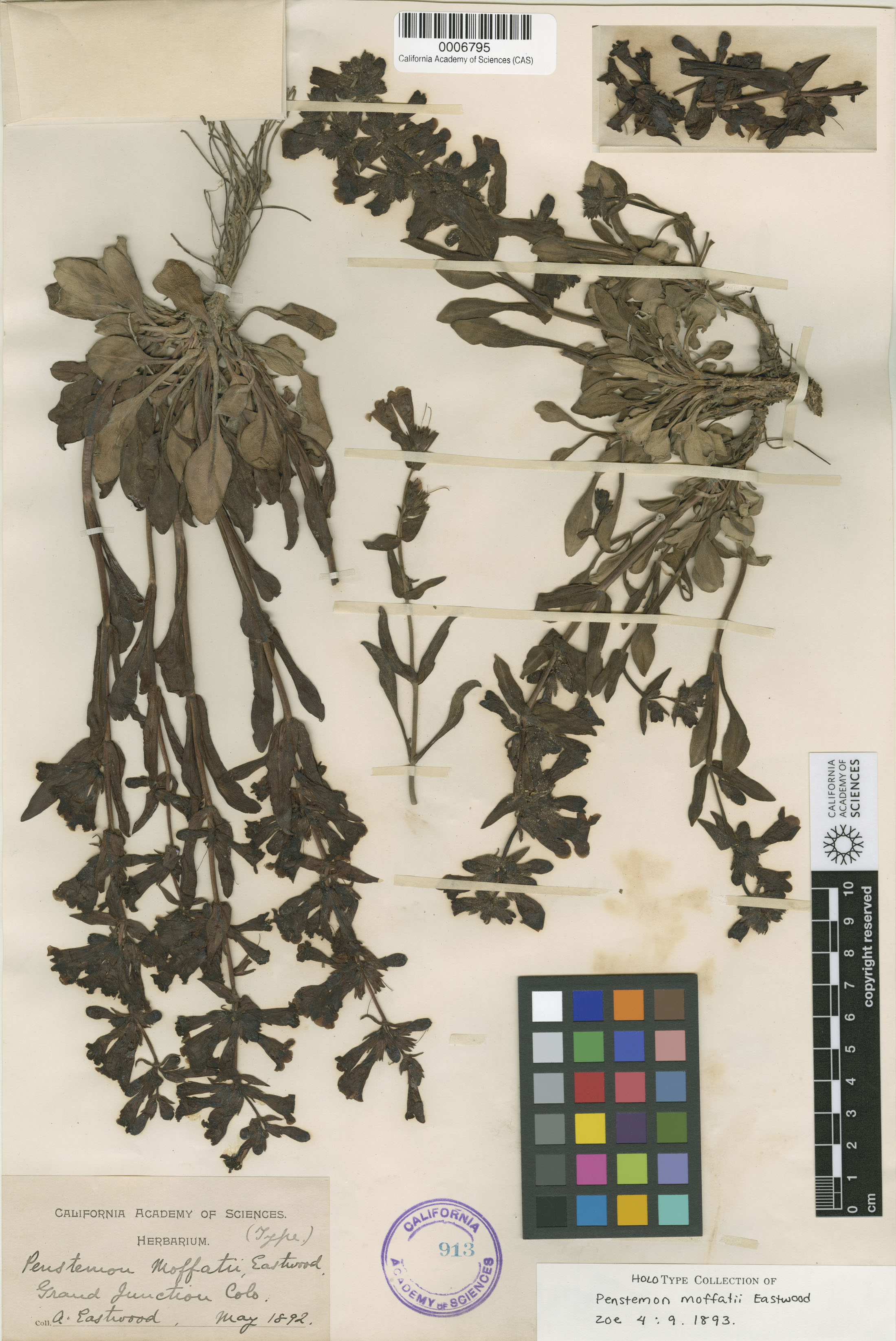 Penstemon moffatii image