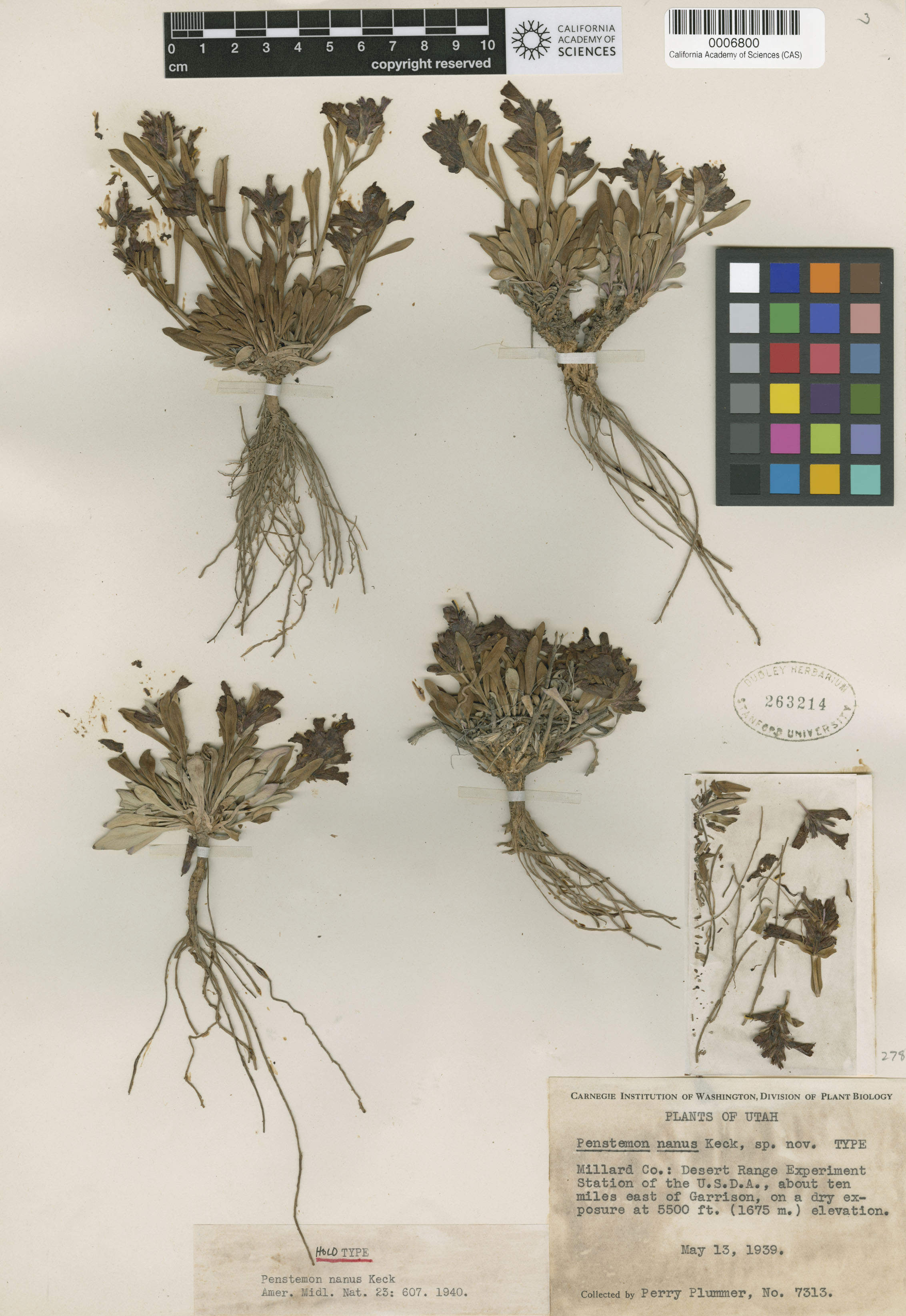 Penstemon nanus image