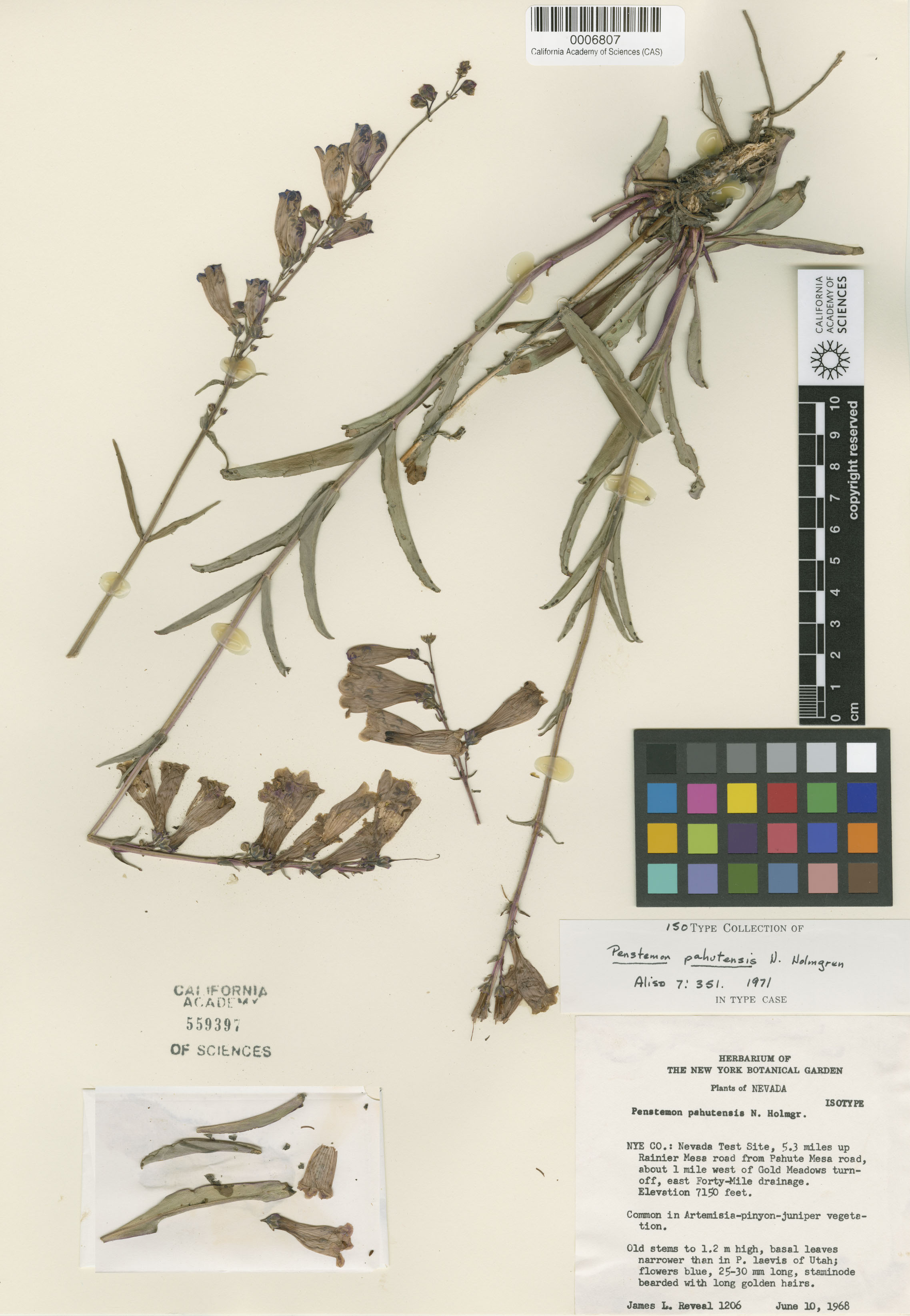 Penstemon pahutensis image