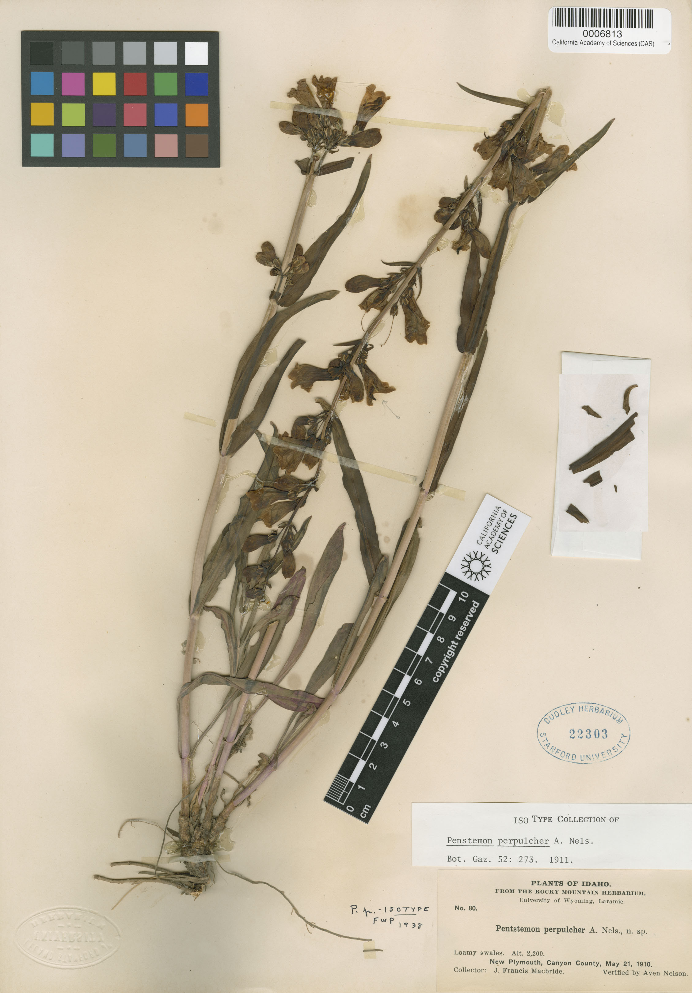 Penstemon perpulcher image