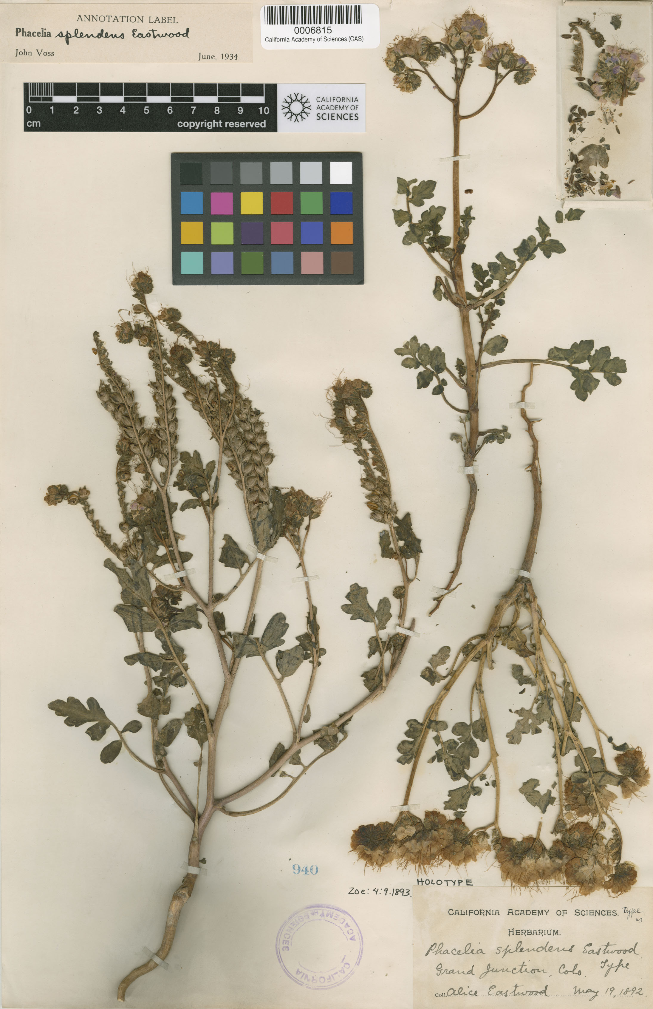 Phacelia splendens image