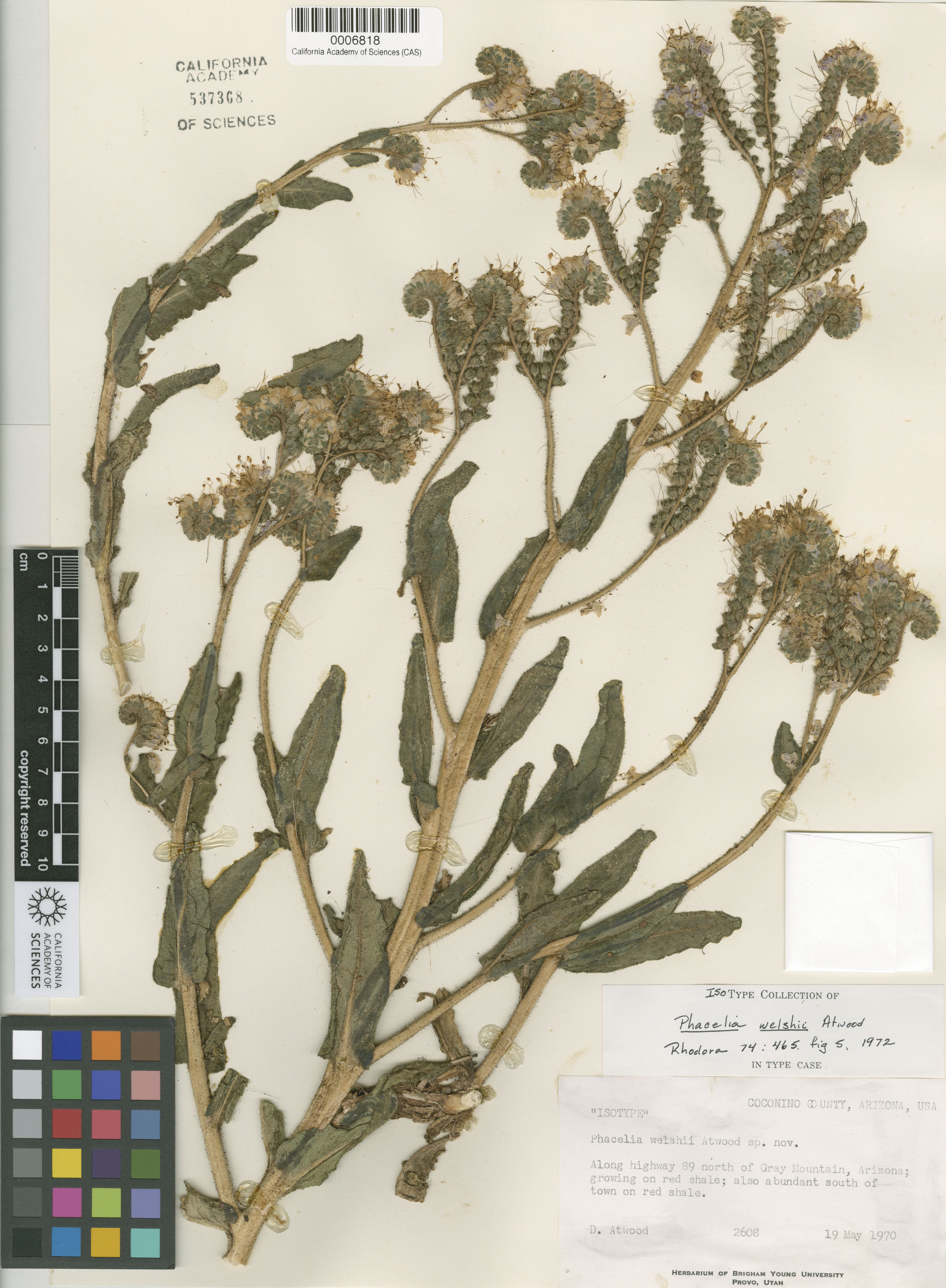 Phacelia welshii image