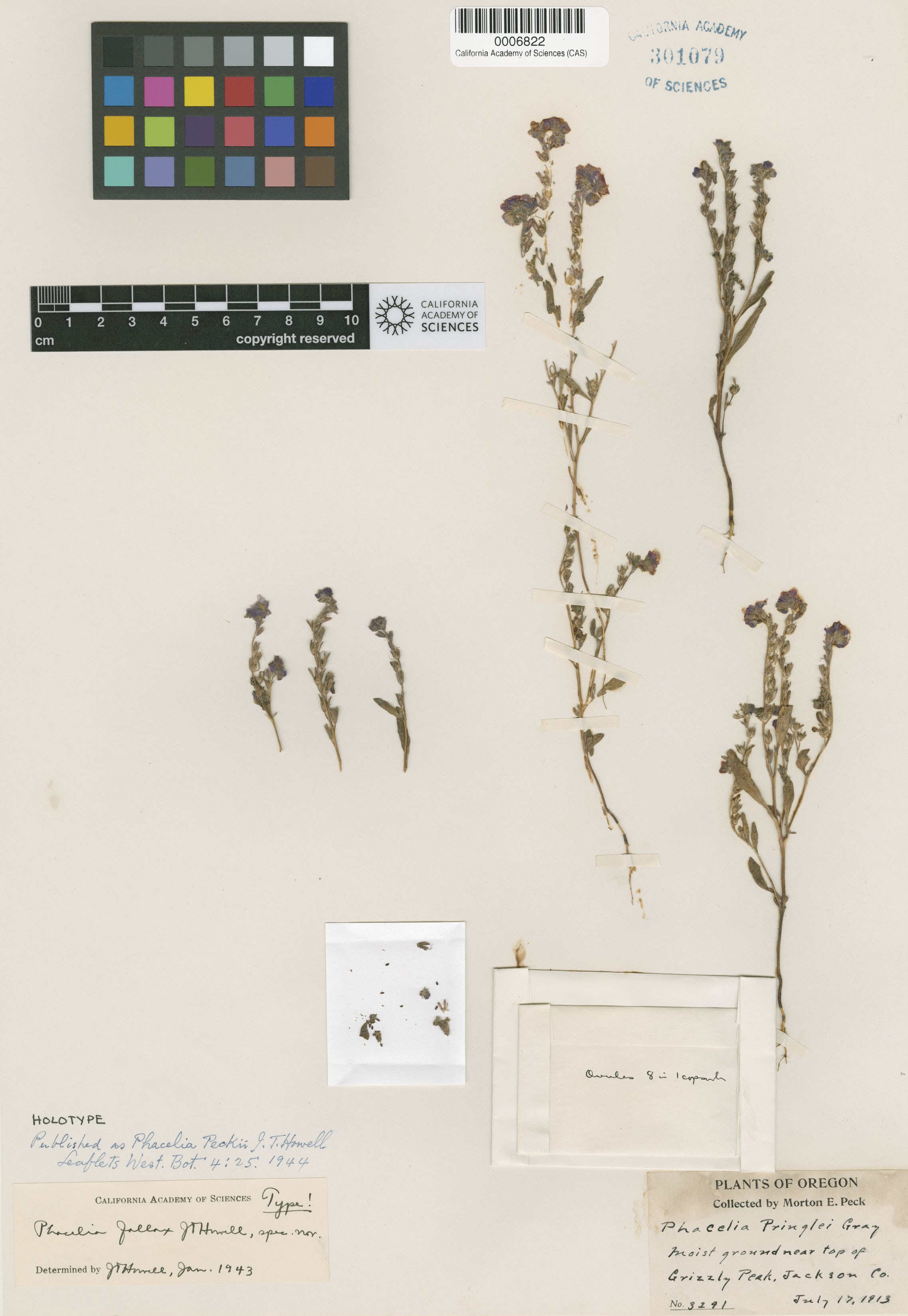 Phacelia peckii image