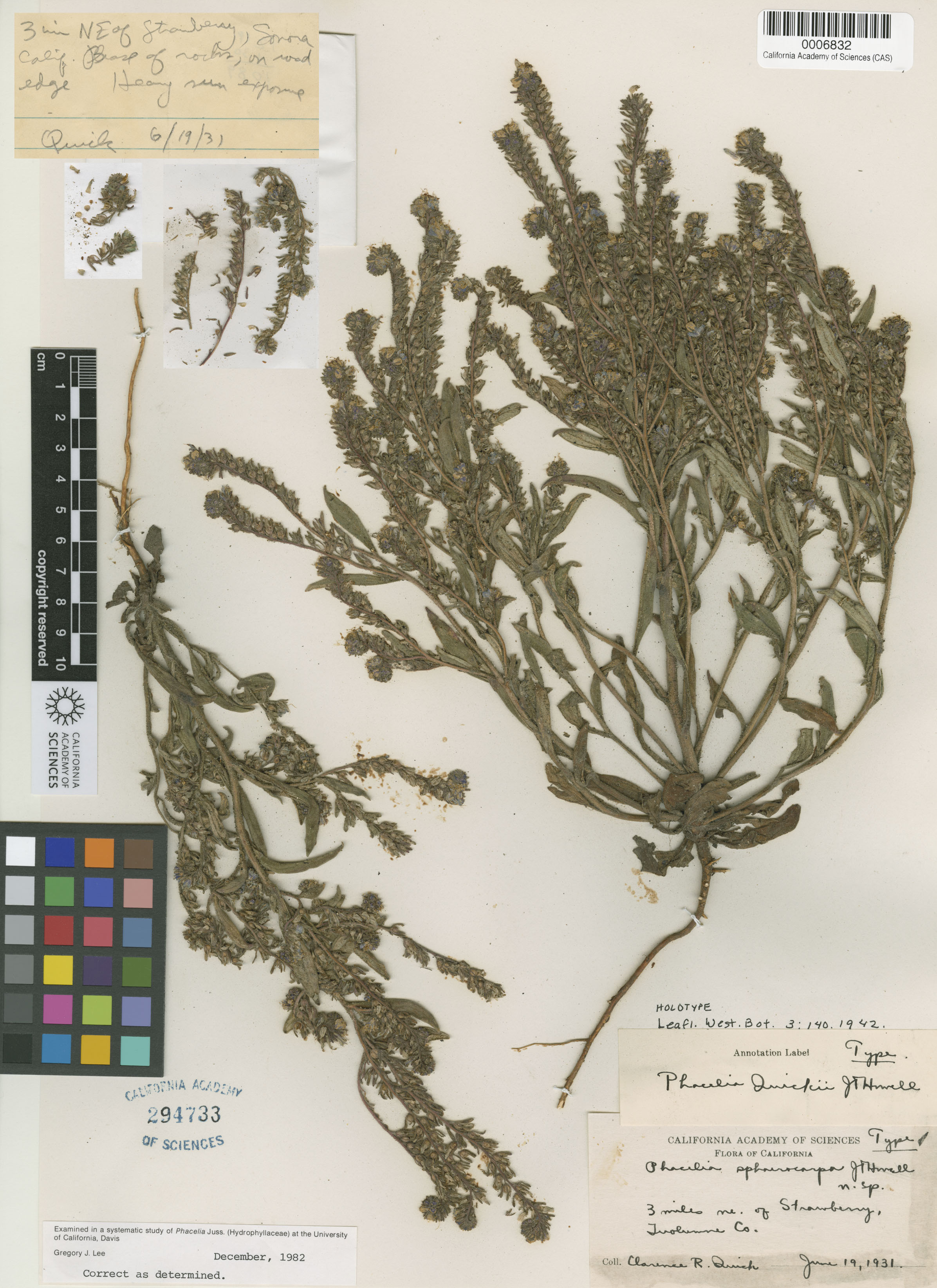 Phacelia quickii image
