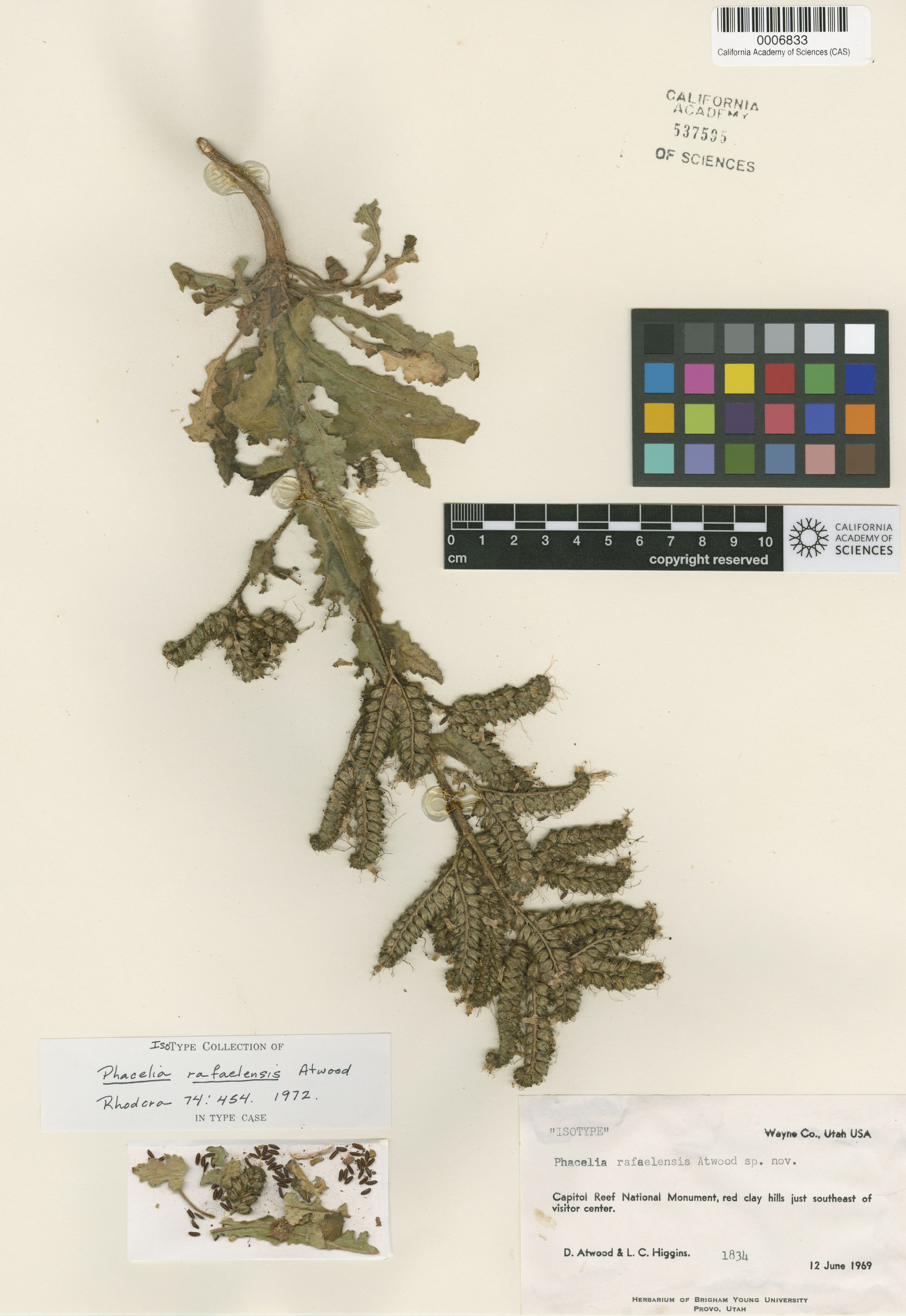 Phacelia rafaelensis image