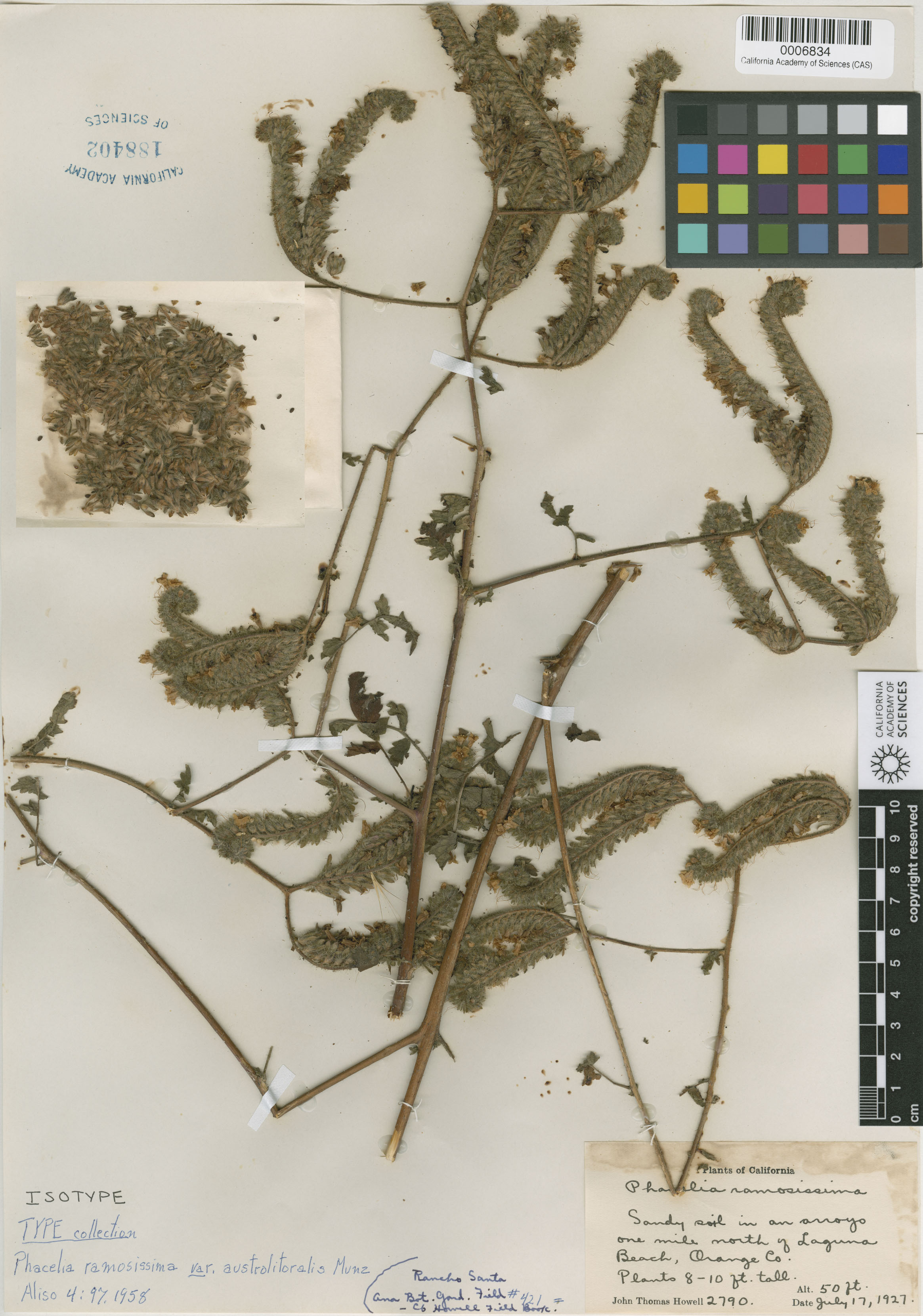 Phacelia ramosissima image