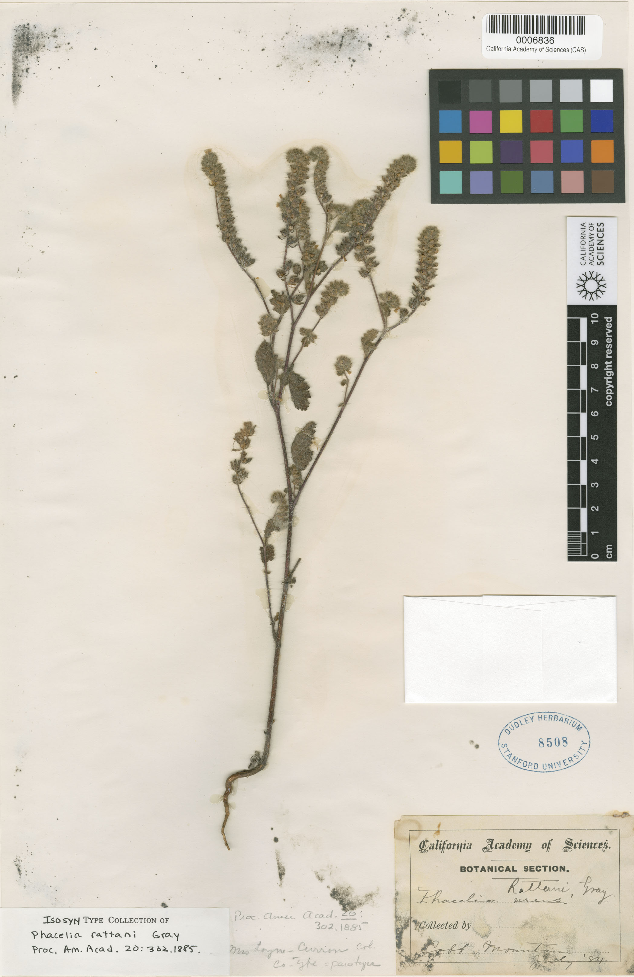 Phacelia rattanii image