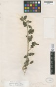 Phacelia rattanii image