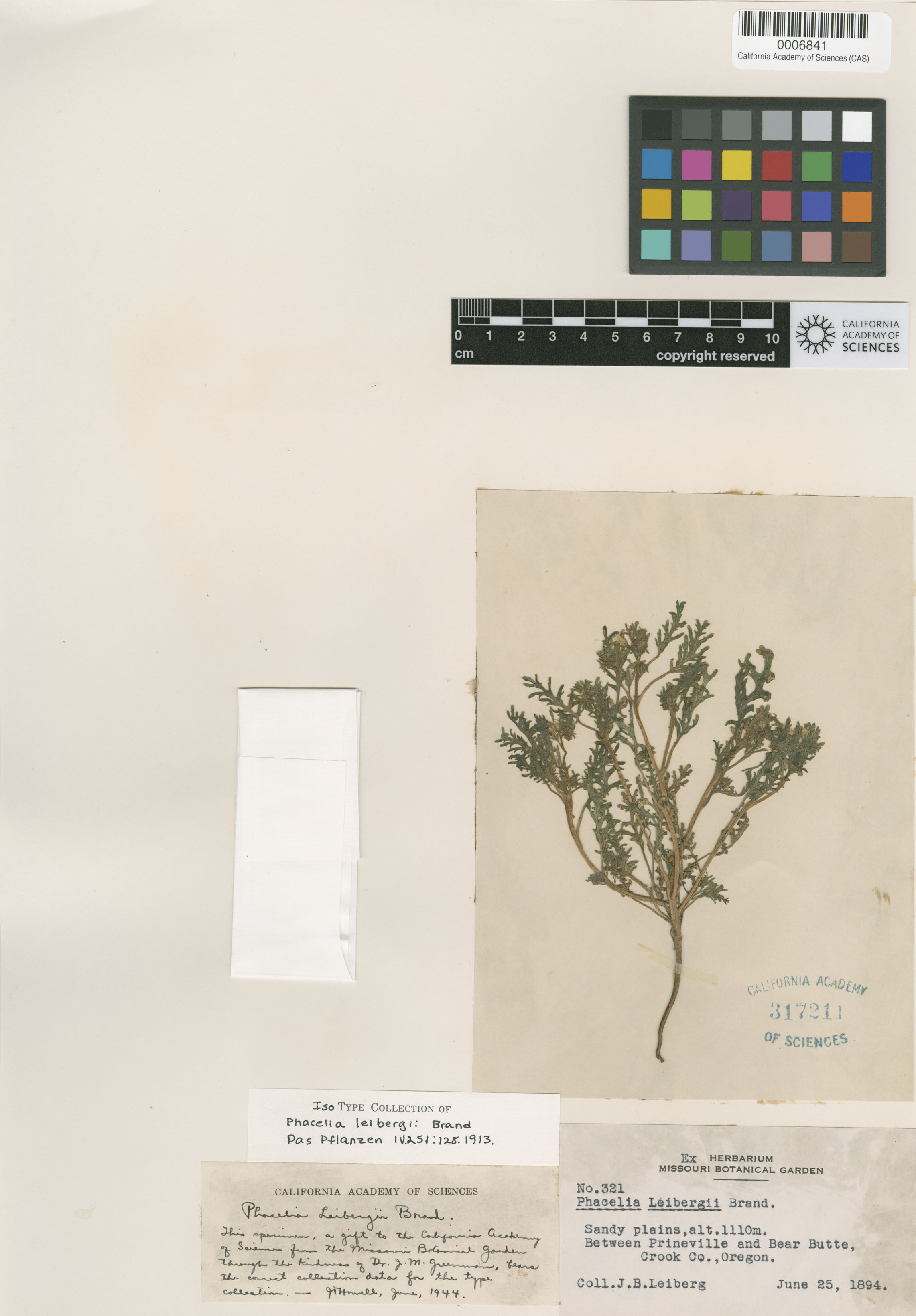 Hydrophyllaceae image