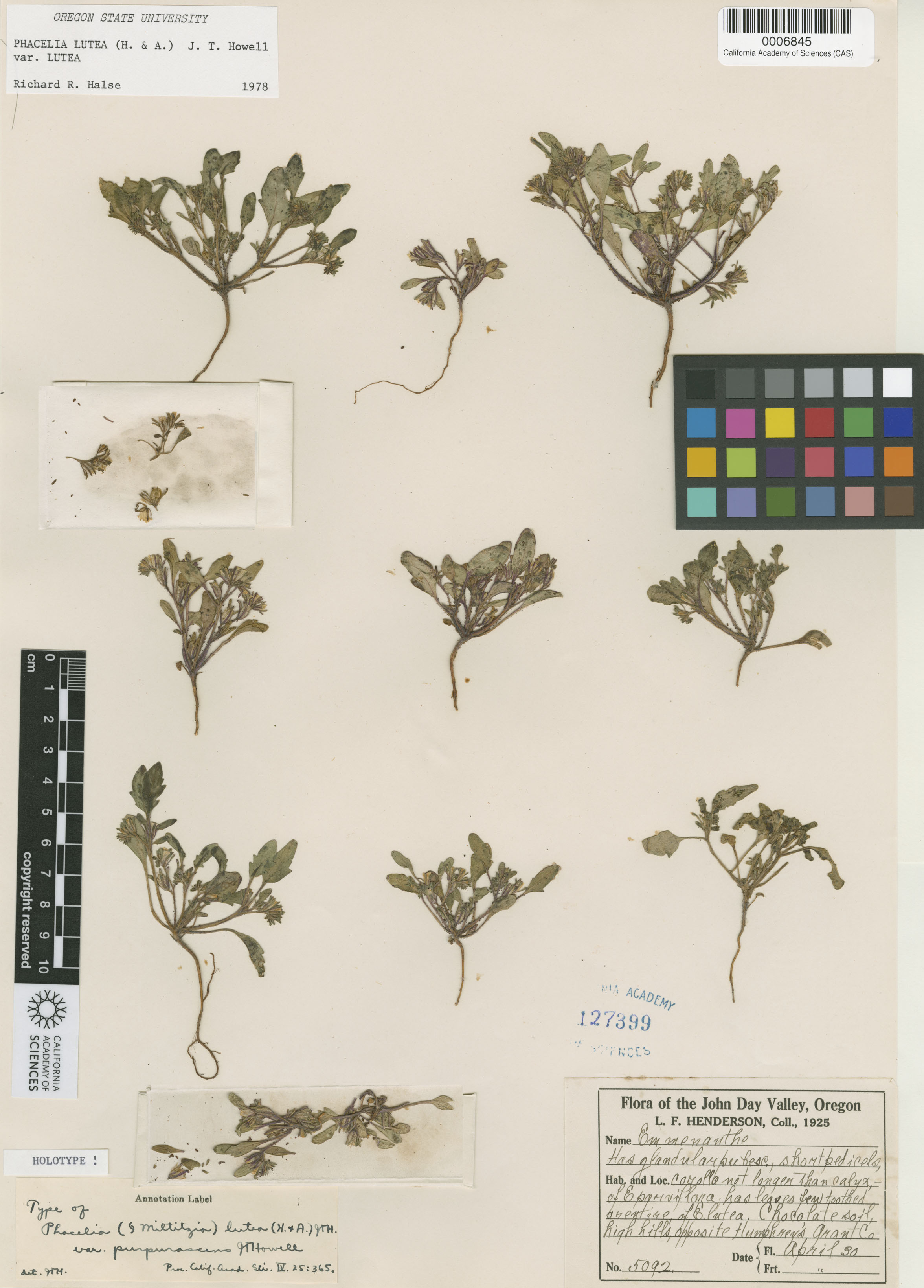 Phacelia lutea var. lutea image