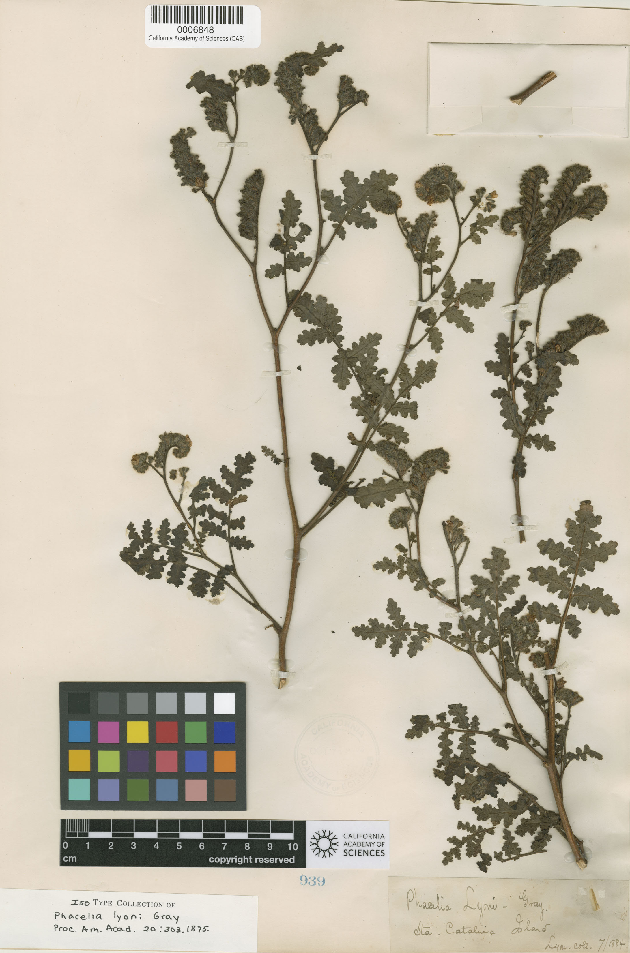 Phacelia lyonii image