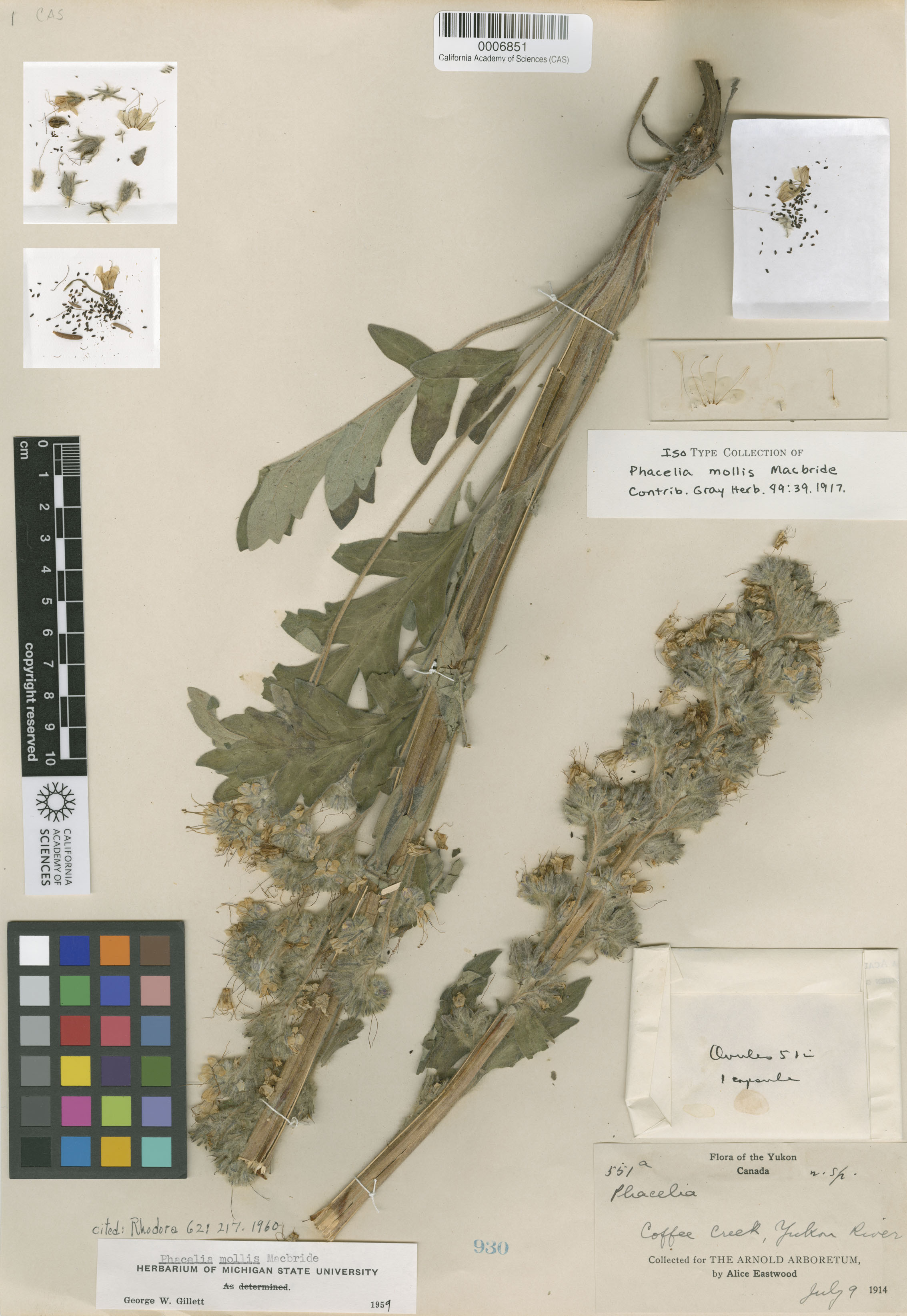 Phacelia mollis image