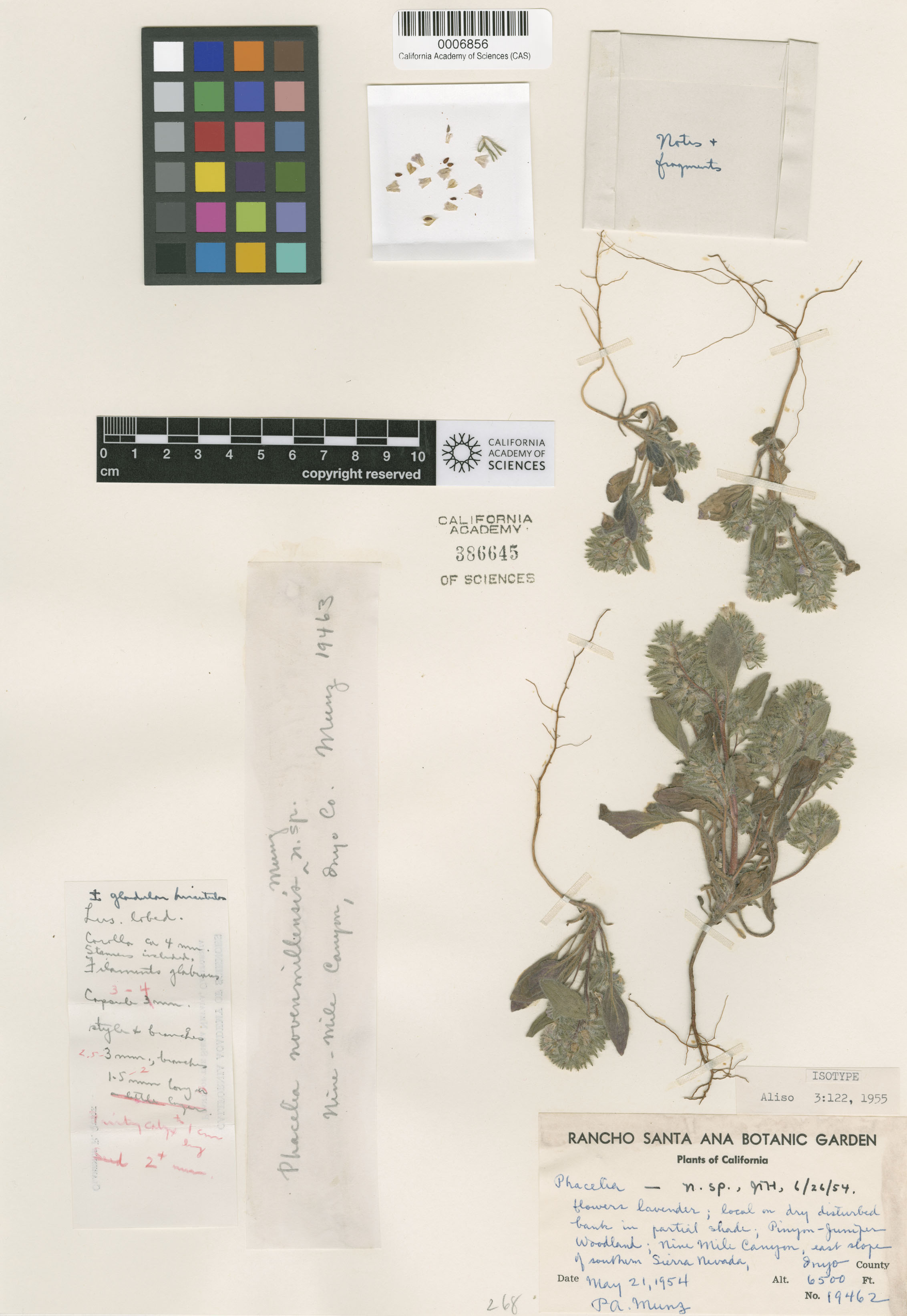 Phacelia novenmillensis image