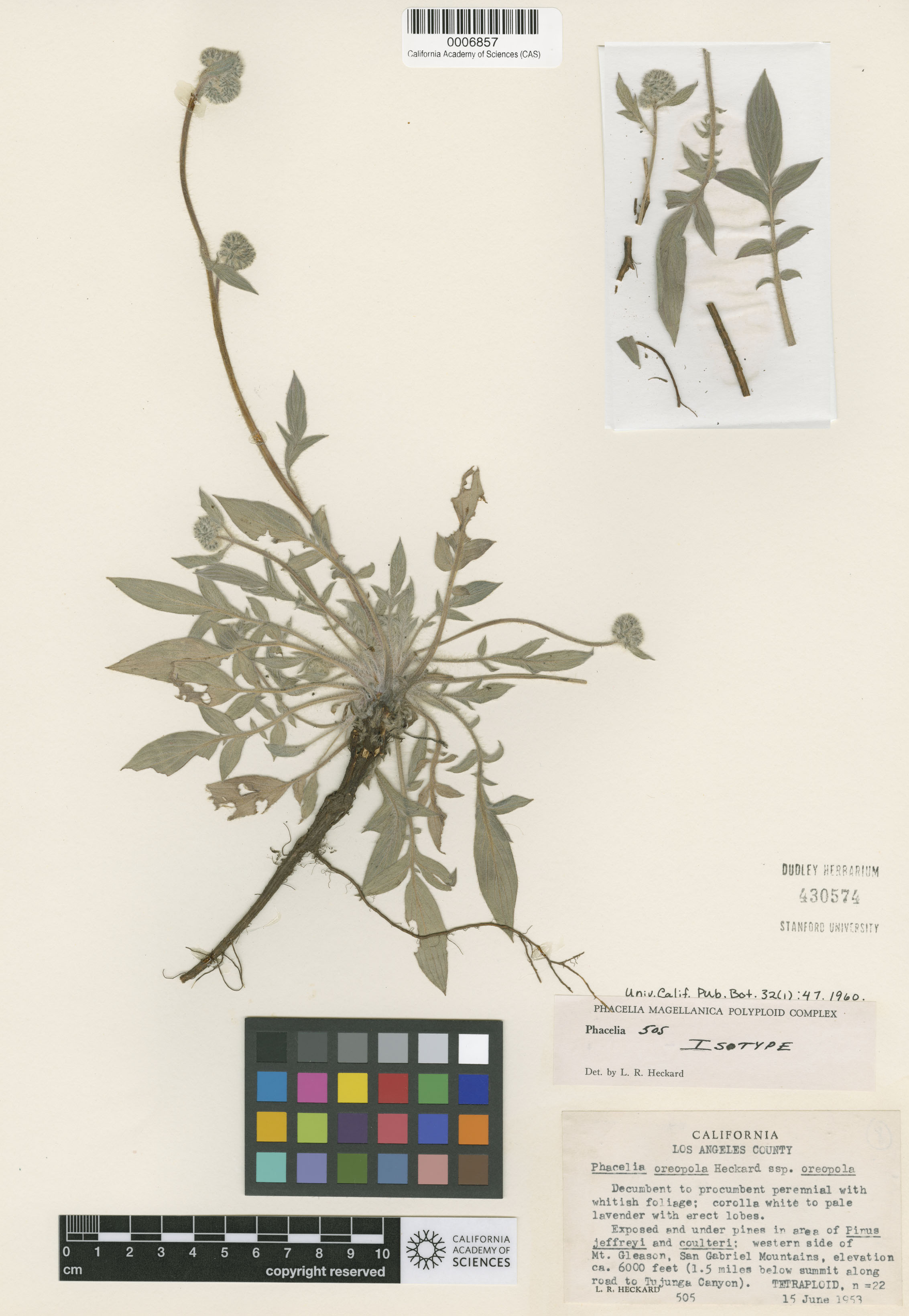 Phacelia oreopola image
