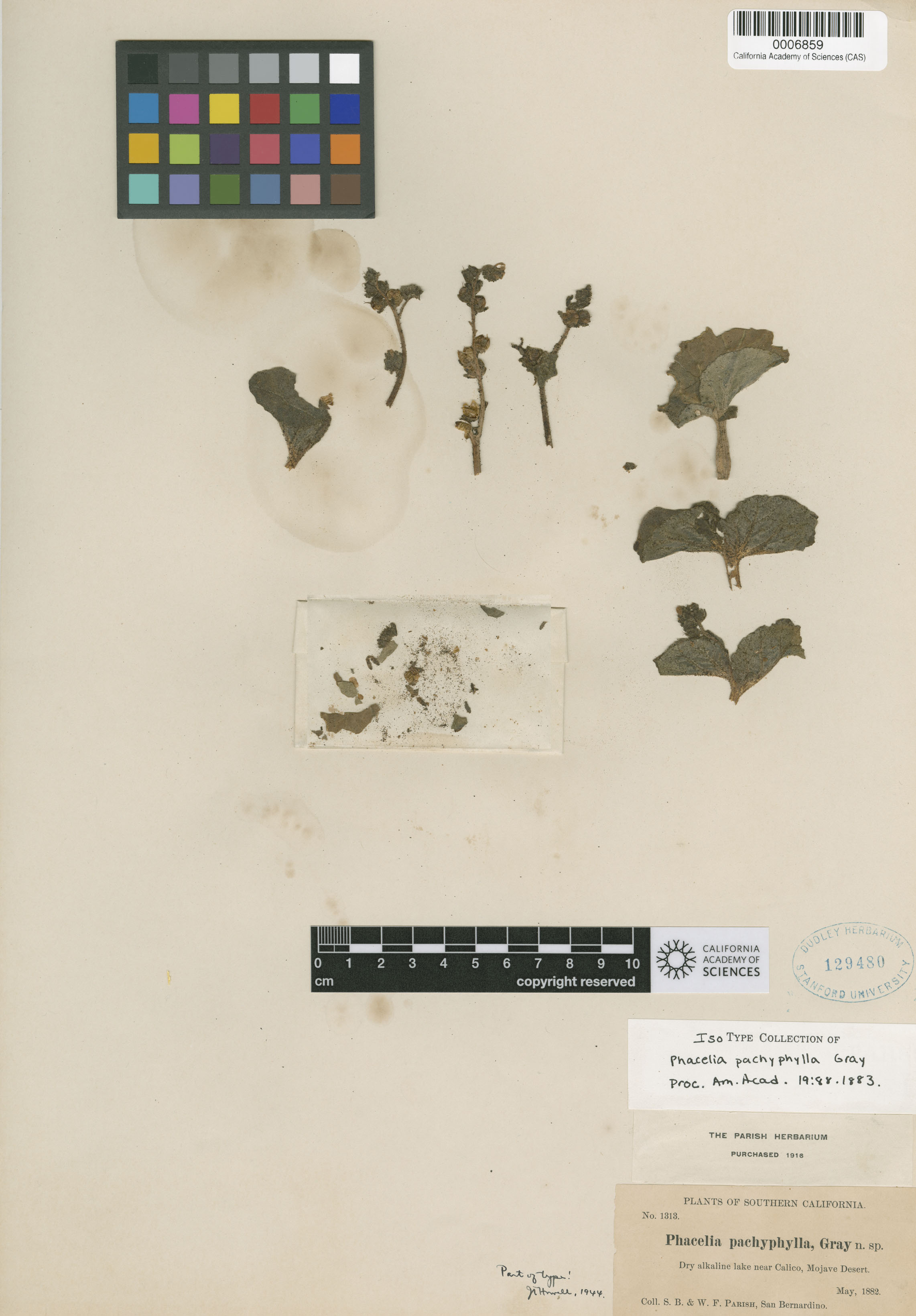 Phacelia pachyphylla image