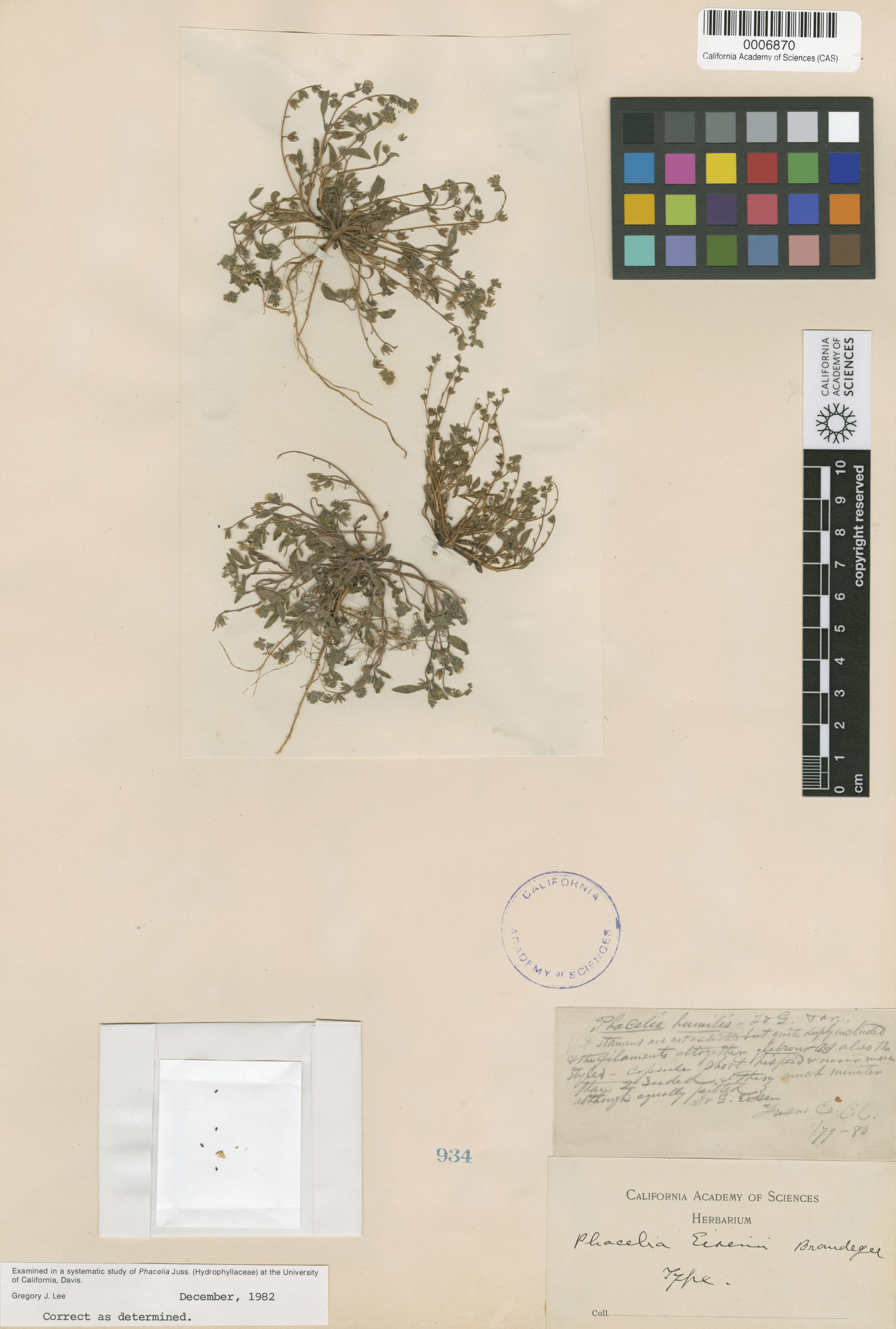 Phacelia eisenii image