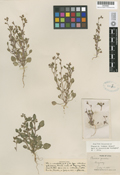 Phacelia incana image
