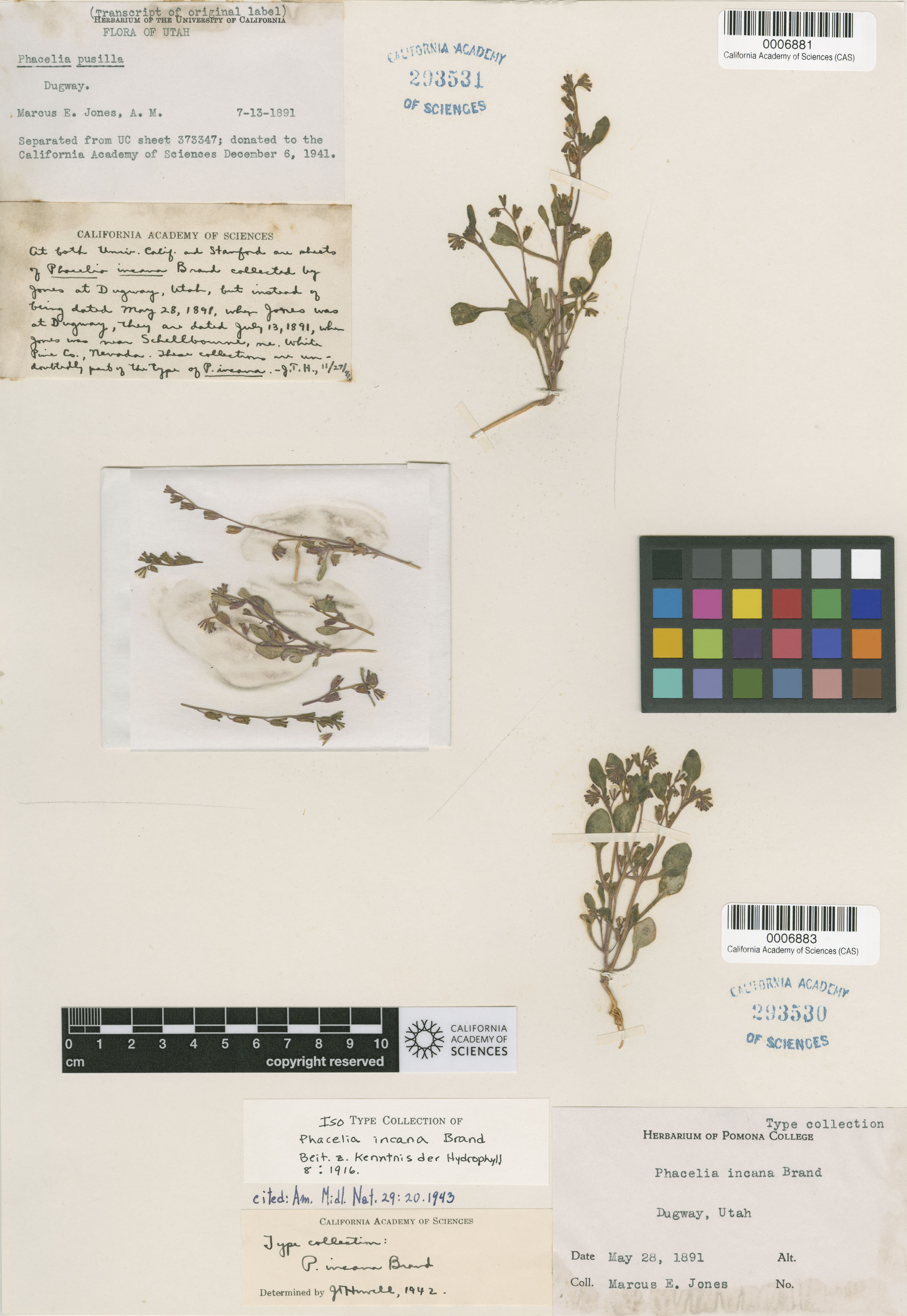 Phacelia incana image