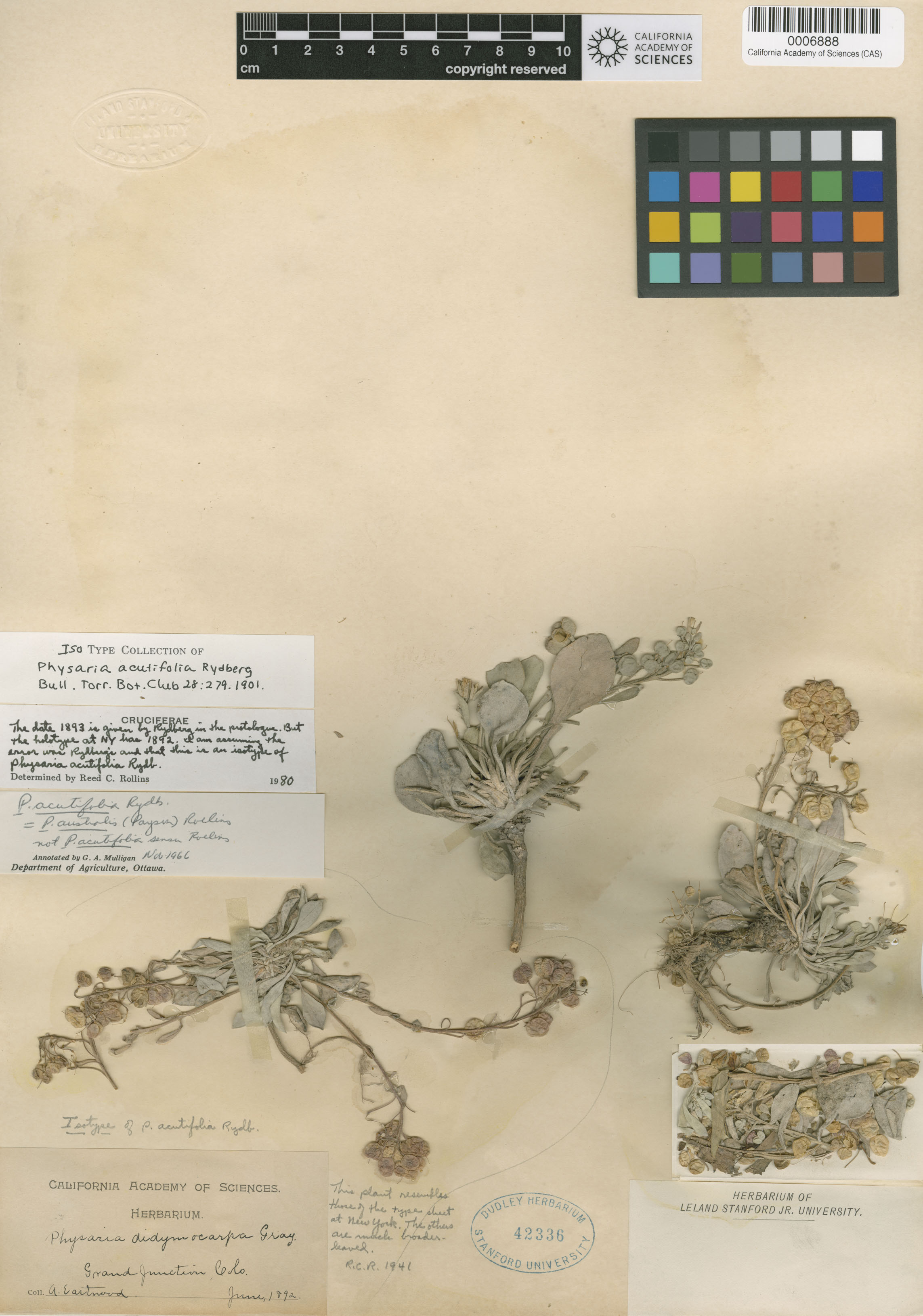 Physaria acutifolia image