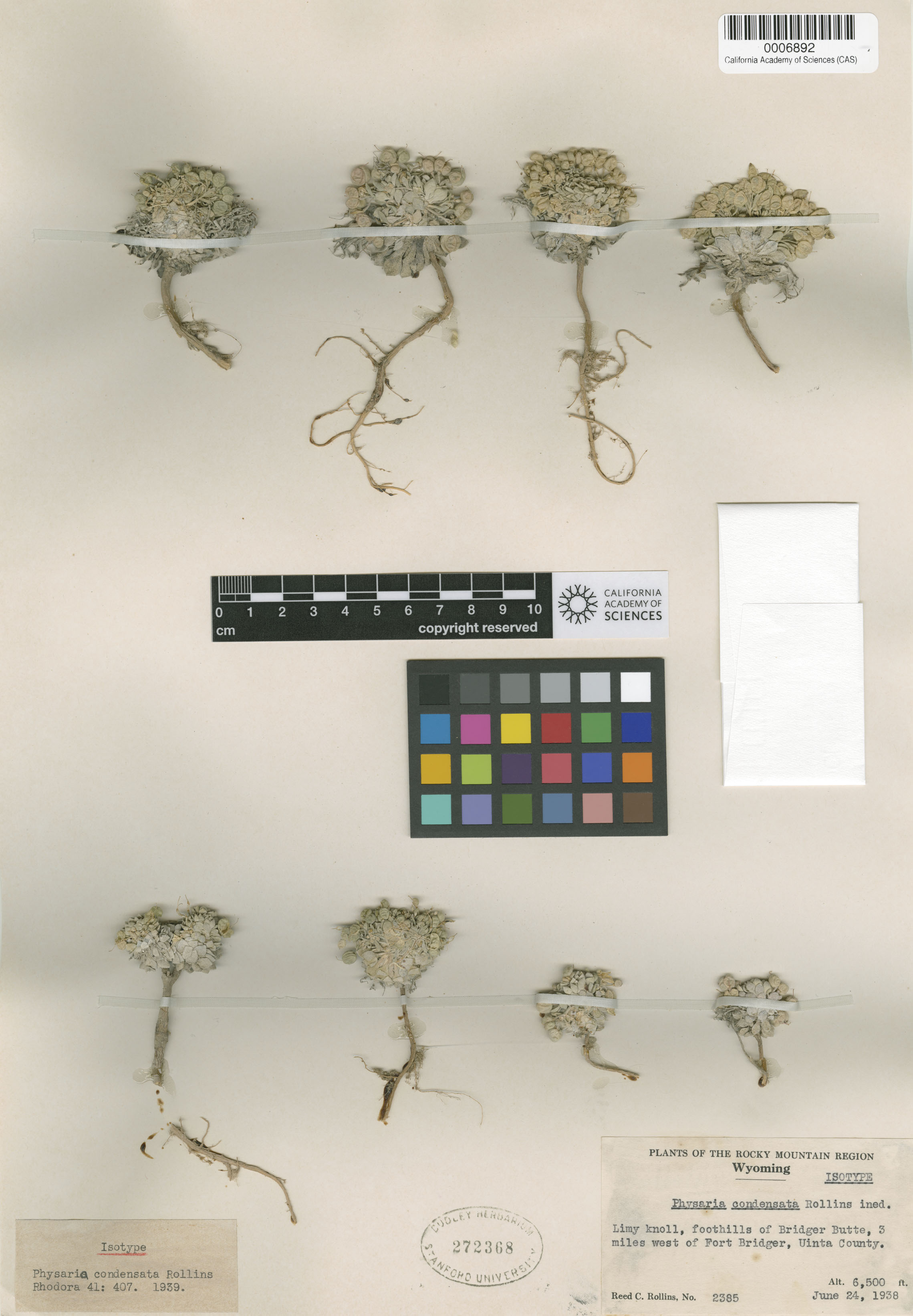 Physaria condensata image