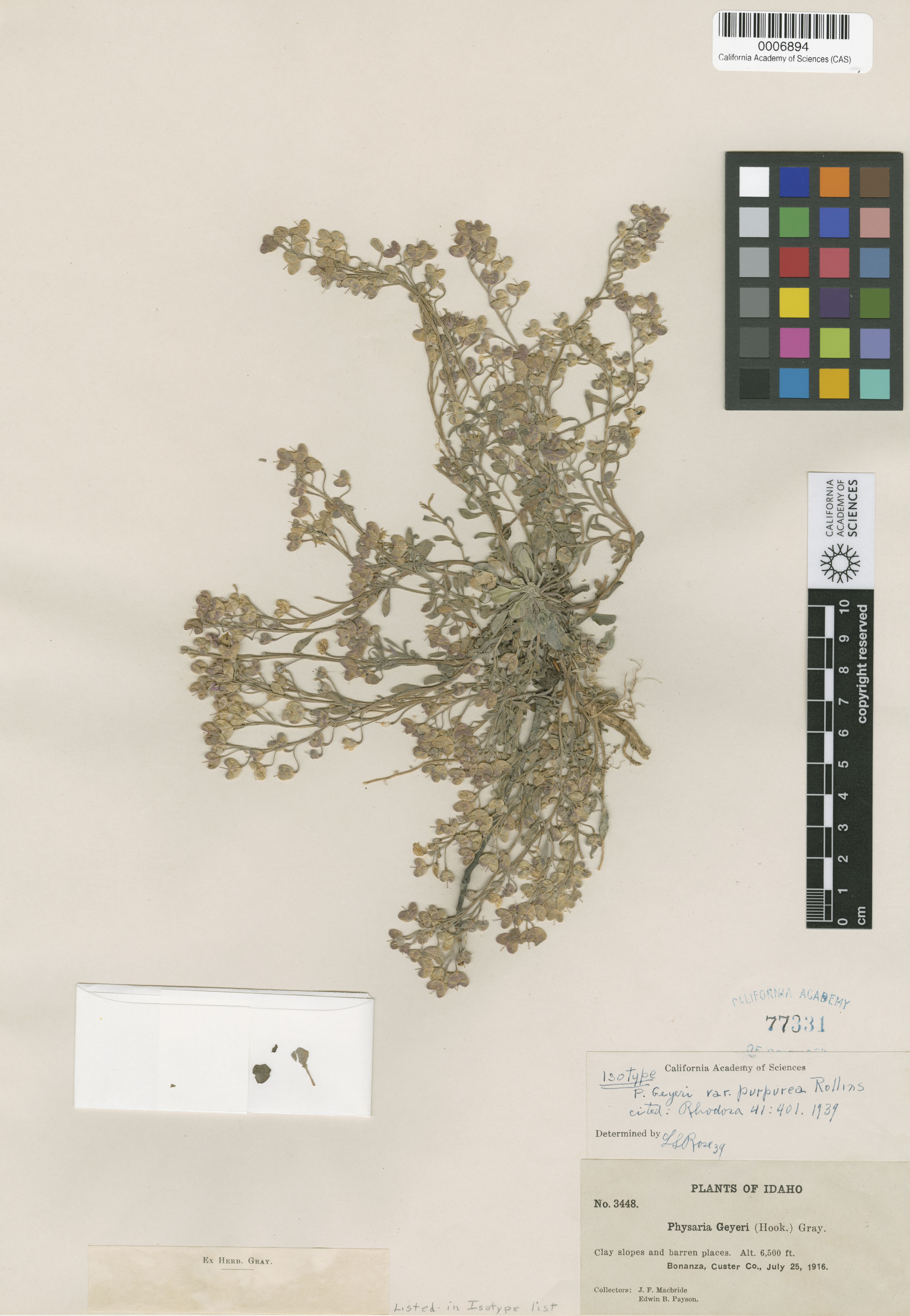 Physaria geyeri image