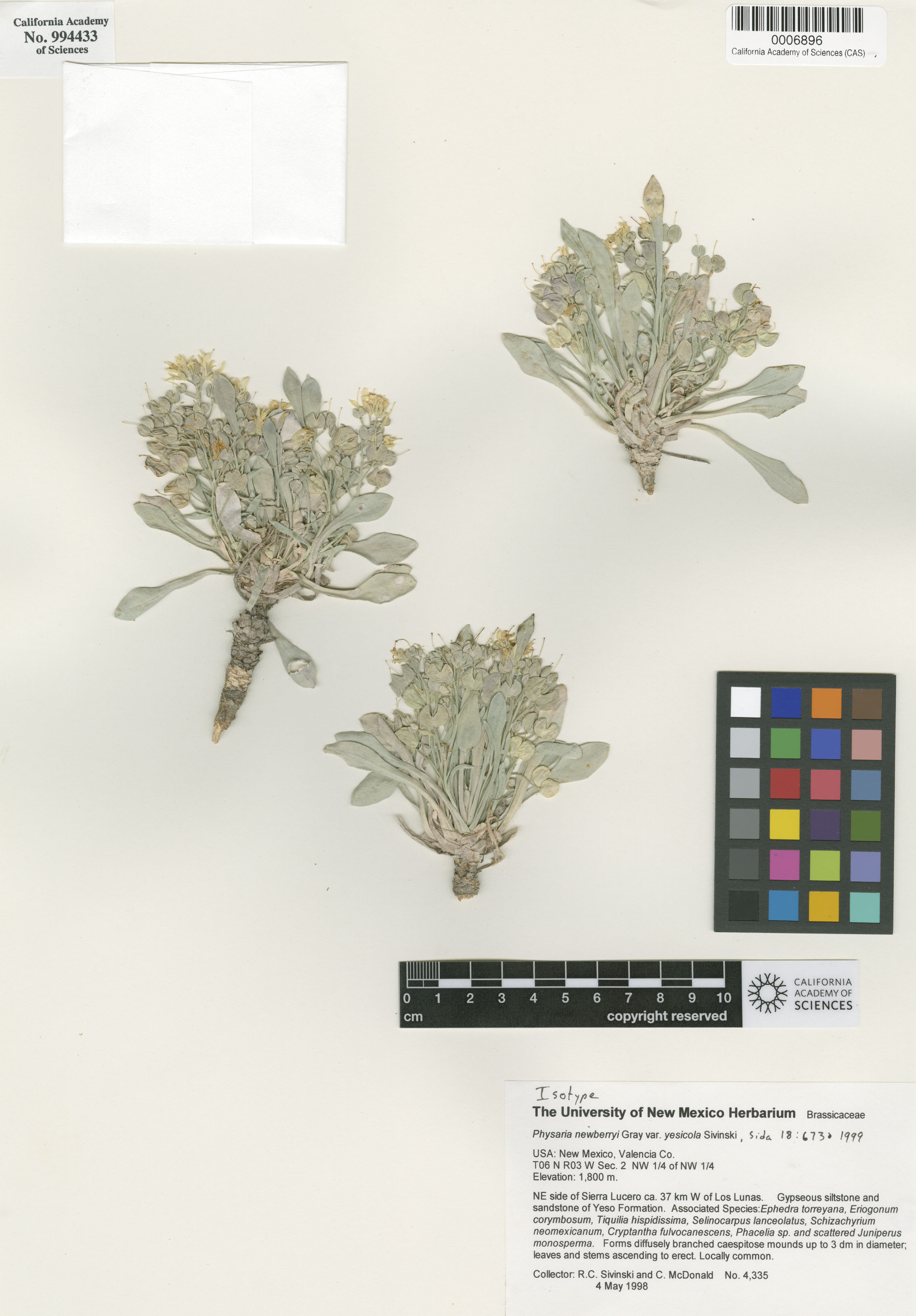 Physaria newberryi image