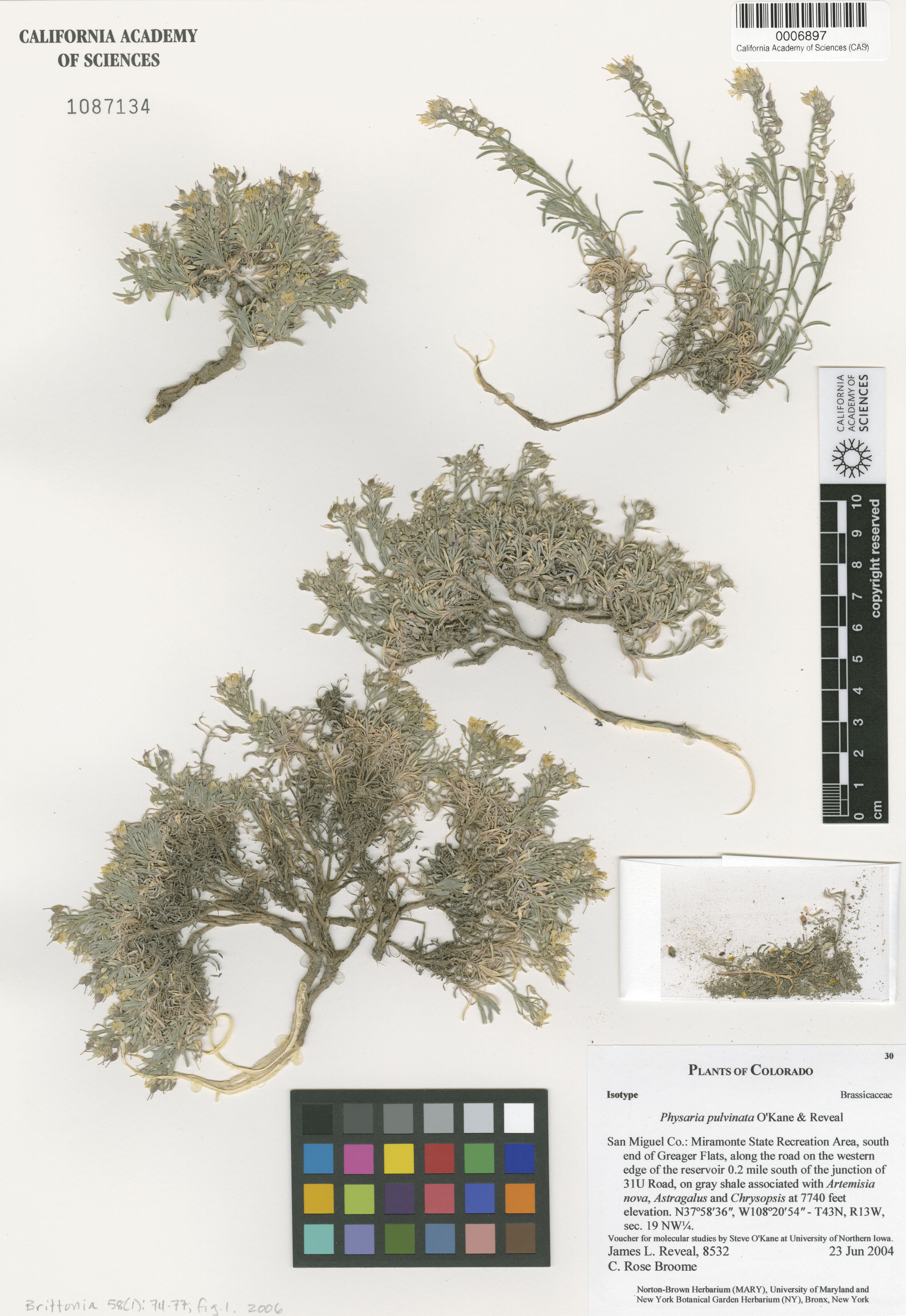 Physaria pulvinata image