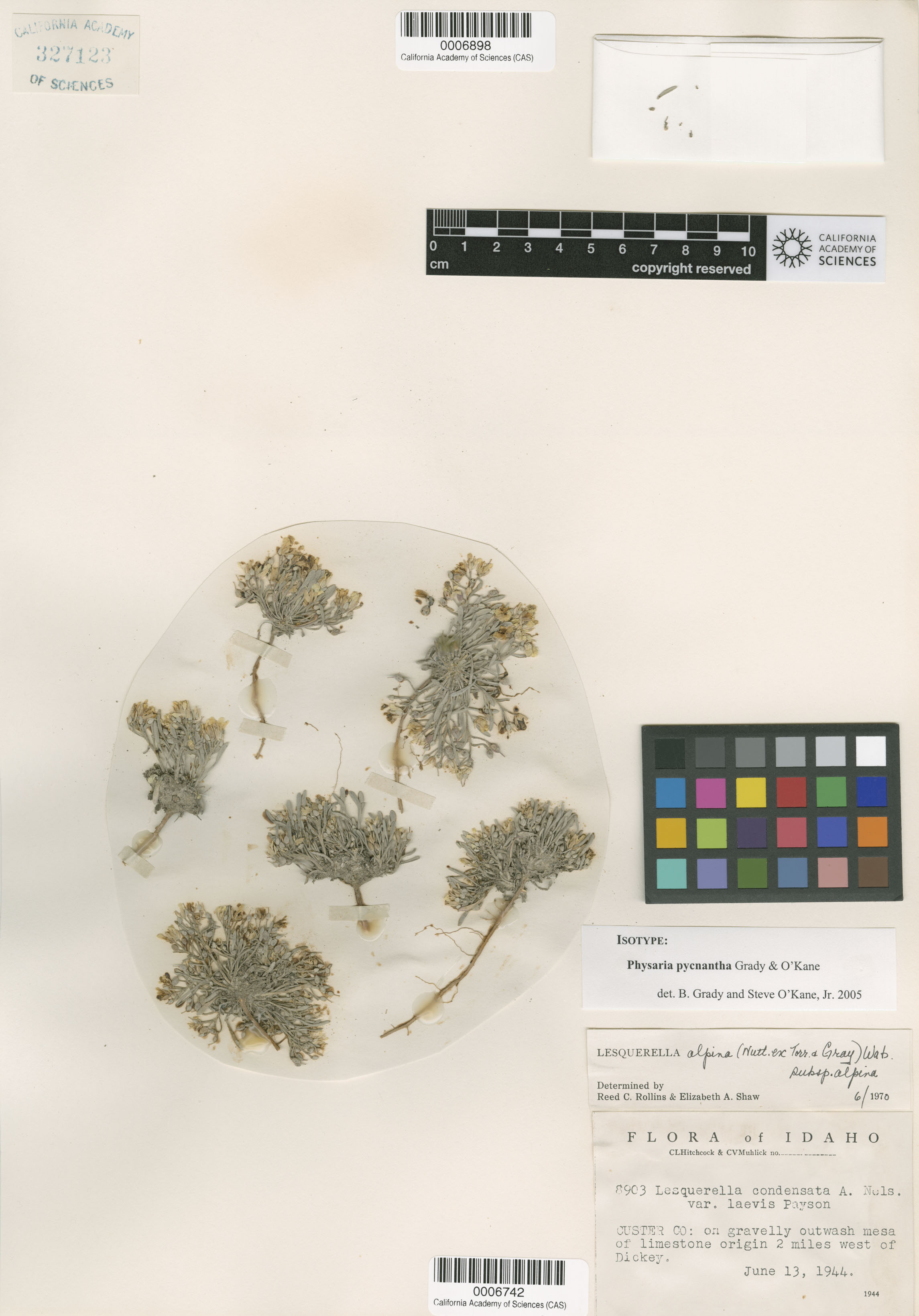 Physaria pycnantha image