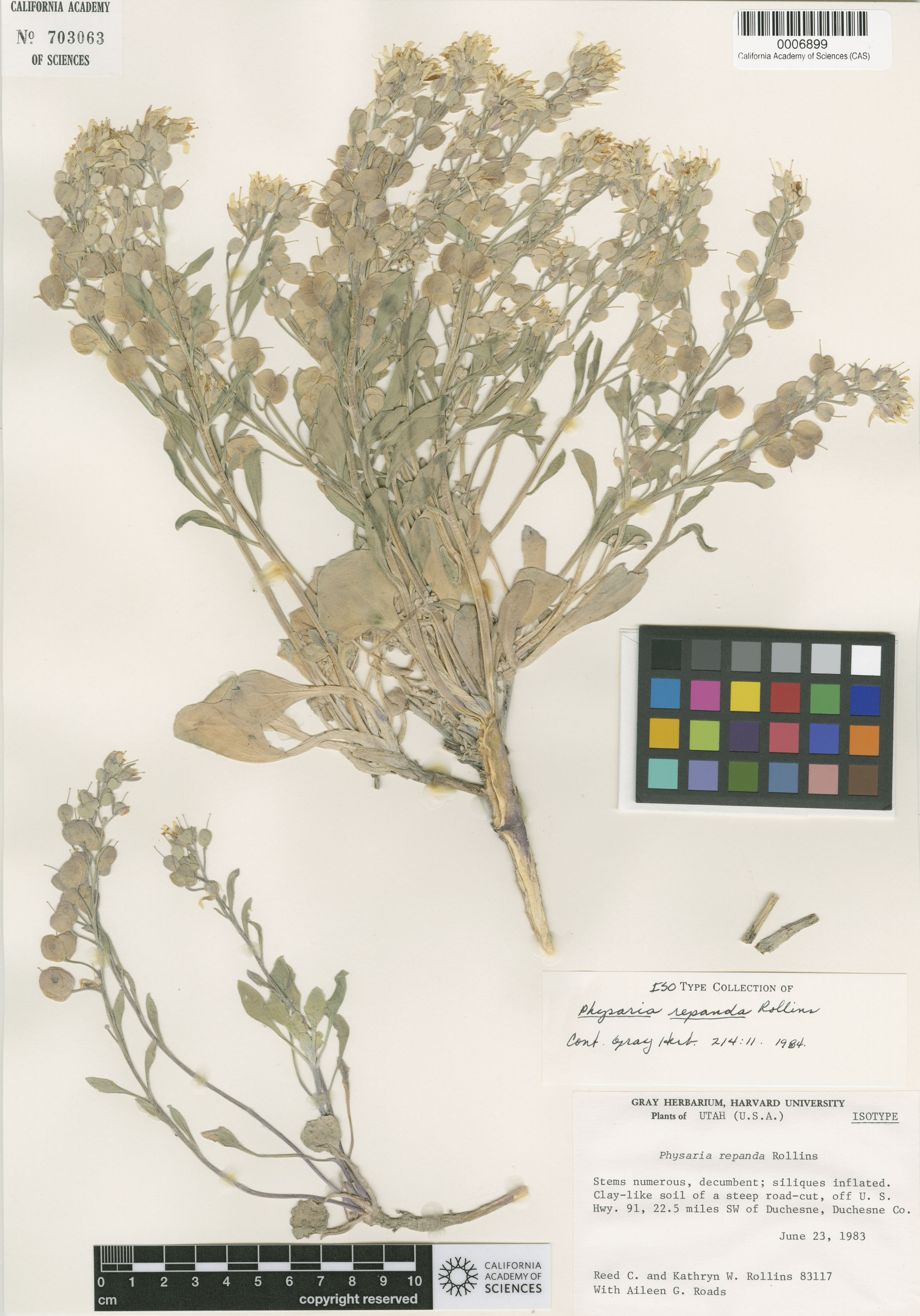 Physaria grahamii image