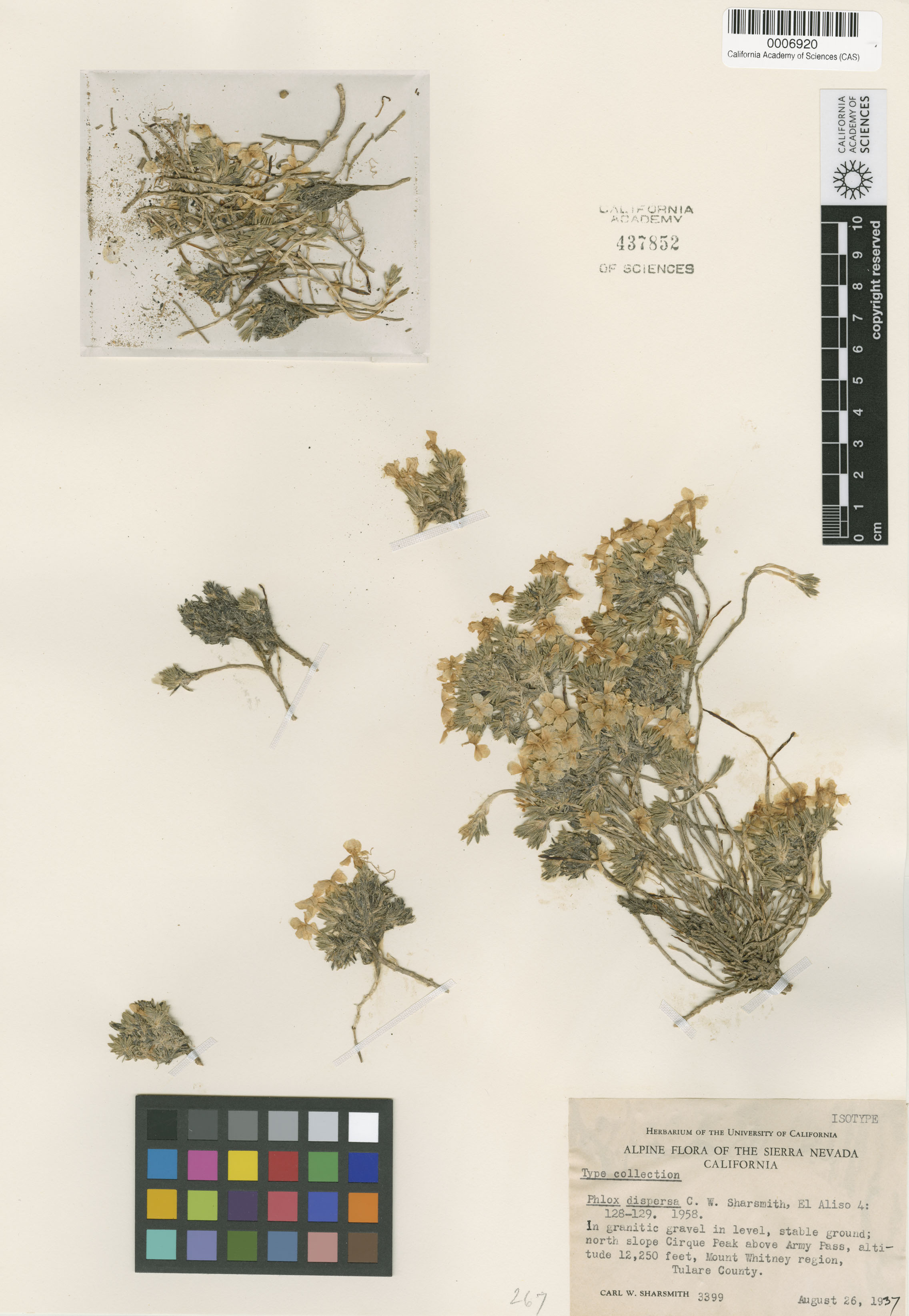 Phlox dispersa image