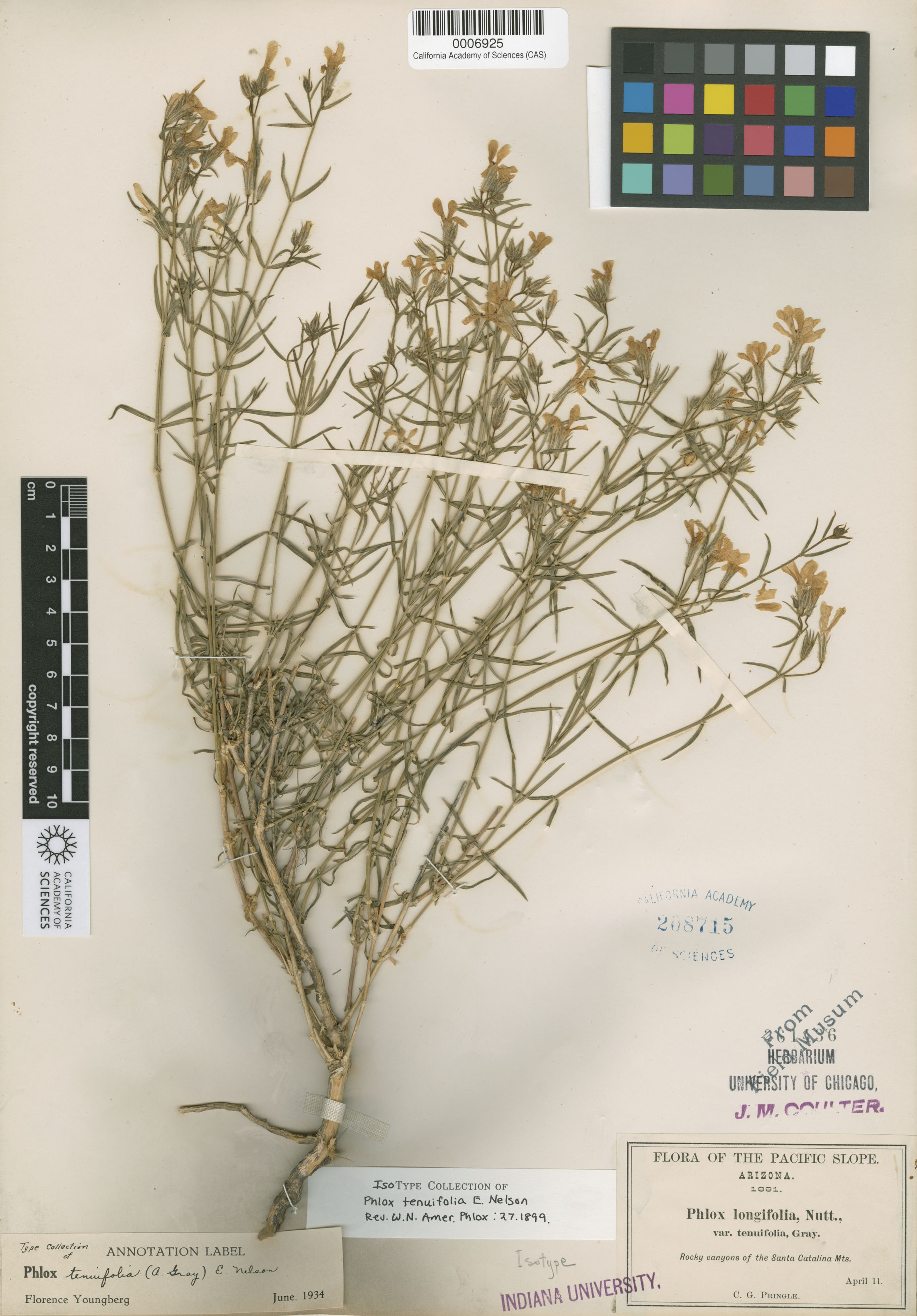 Phlox tenuifolia image