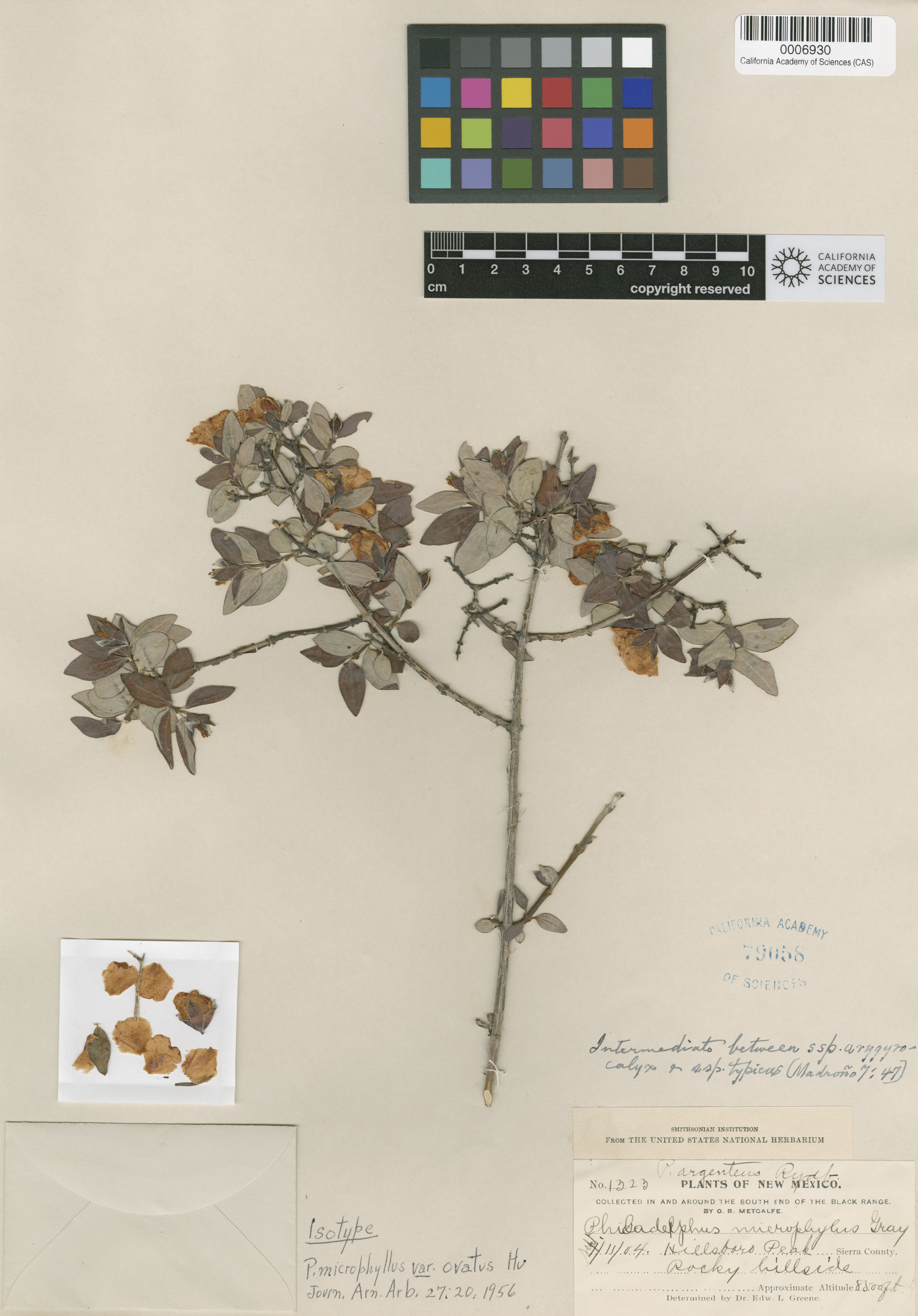 Philadelphus microphyllus image