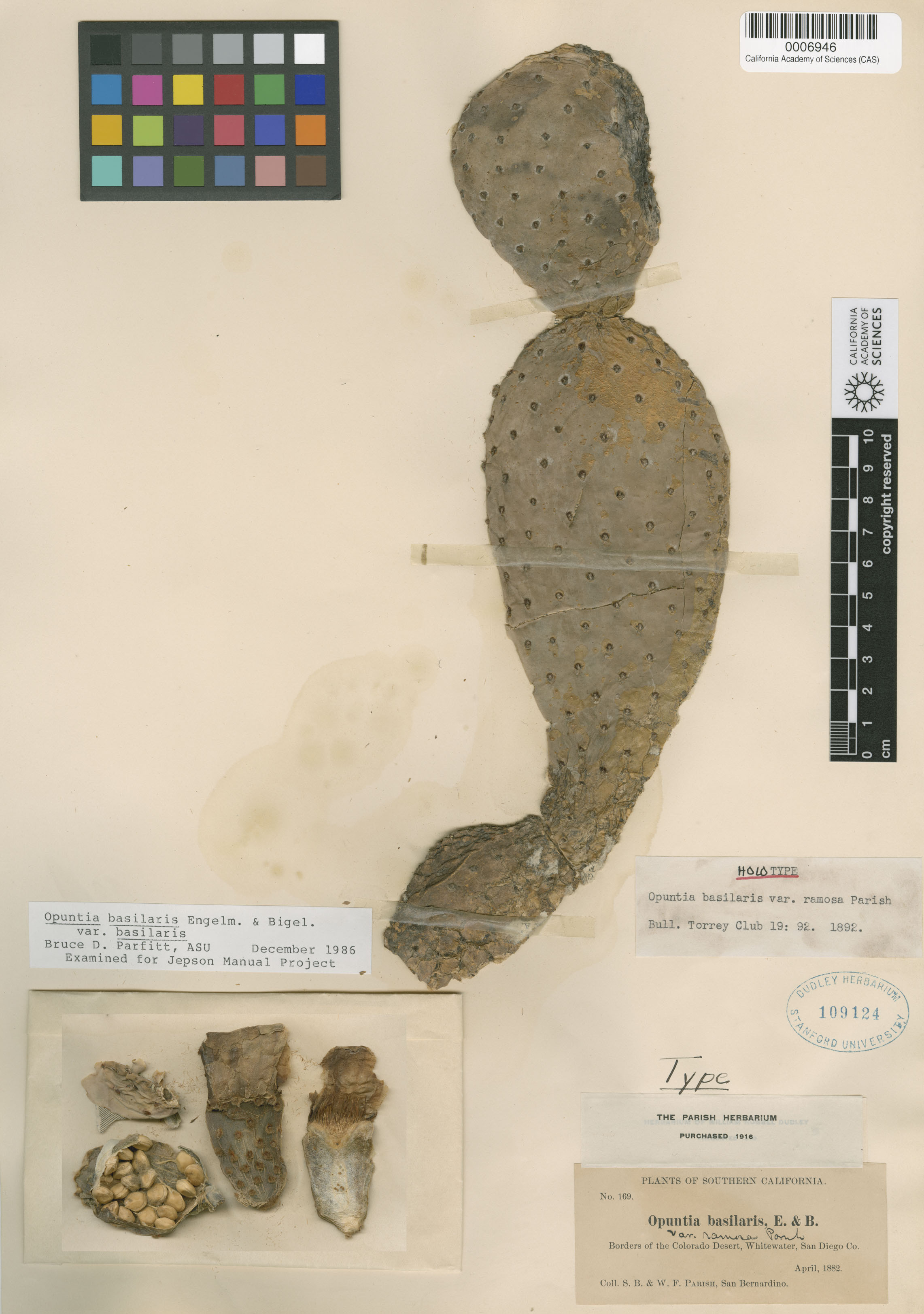 Opuntia basilaris var. basilaris image