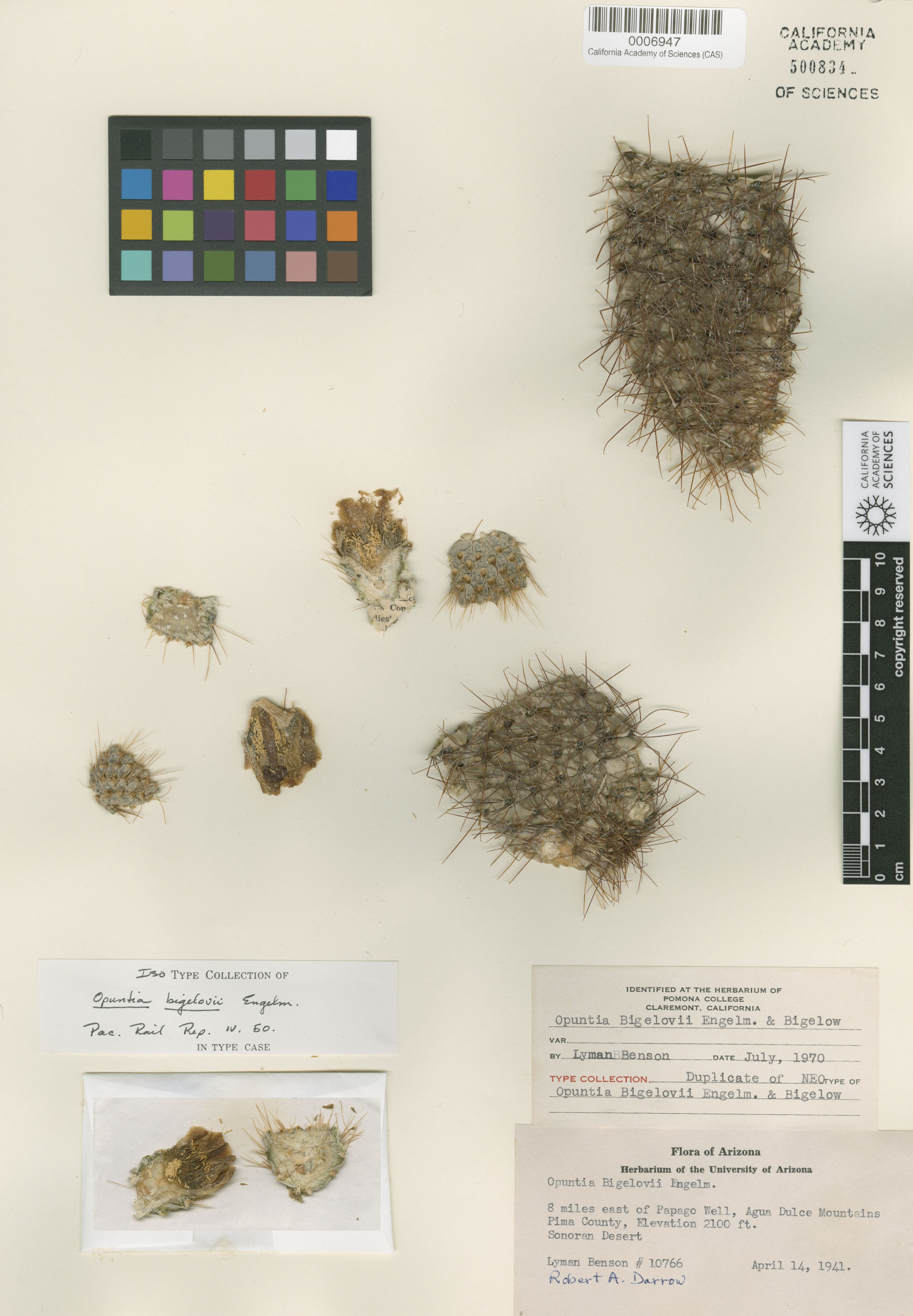 Cylindropuntia bigelovii image